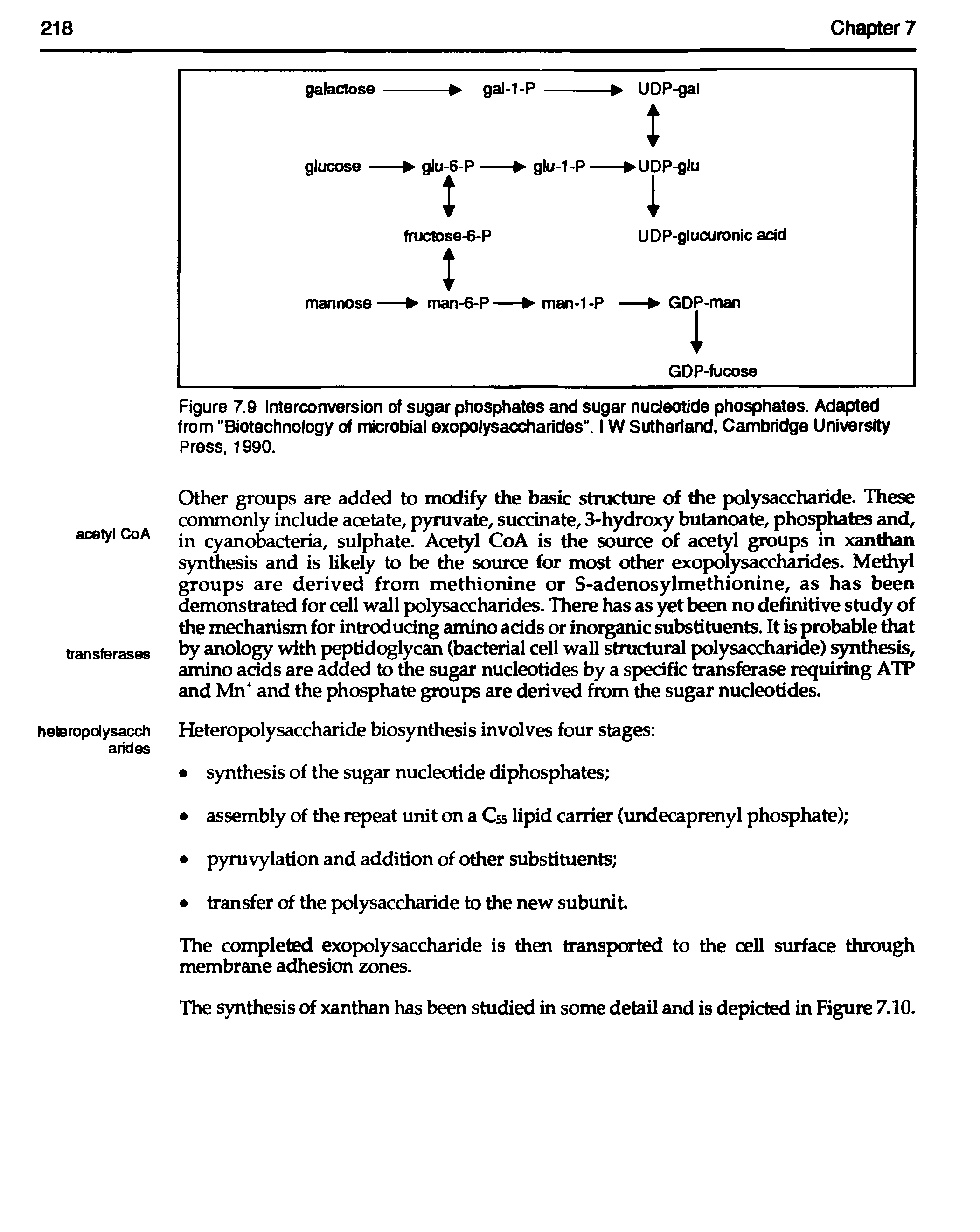 Figure 7.9 Interconversion of sugar phosphates and sugar nucleotide phosphates. Adapted from "Biotechnology of microbial exopolysaccharides". IW Sutherland, Cambridge University Press, 1990.