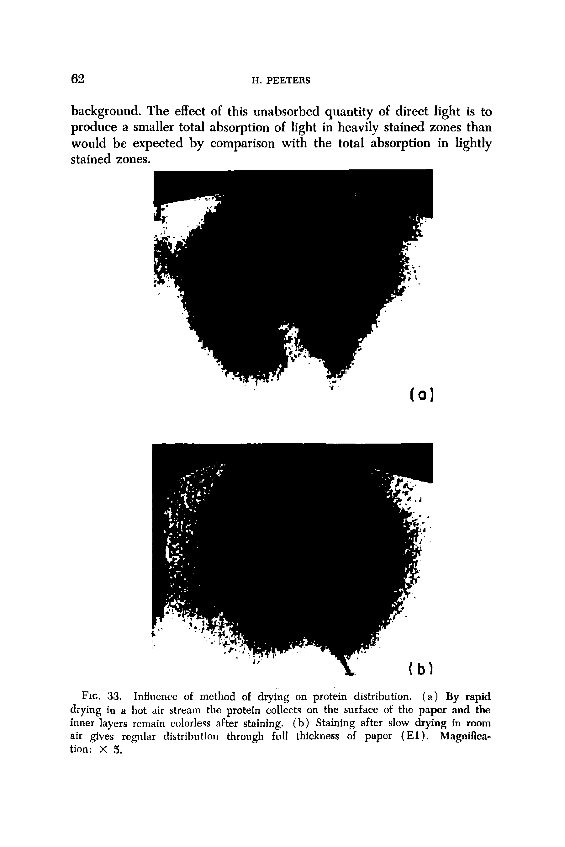 Fig. 33. Influence of method of drying on protein distribution, (a) By rapid drying in a hot air stream the protein collects on the surface of the paper and the inner layers remain colorless after staining, (b) Staining after slow drying in room air gives regular distribution through full thickness of paper (El). Magnification X 5.
