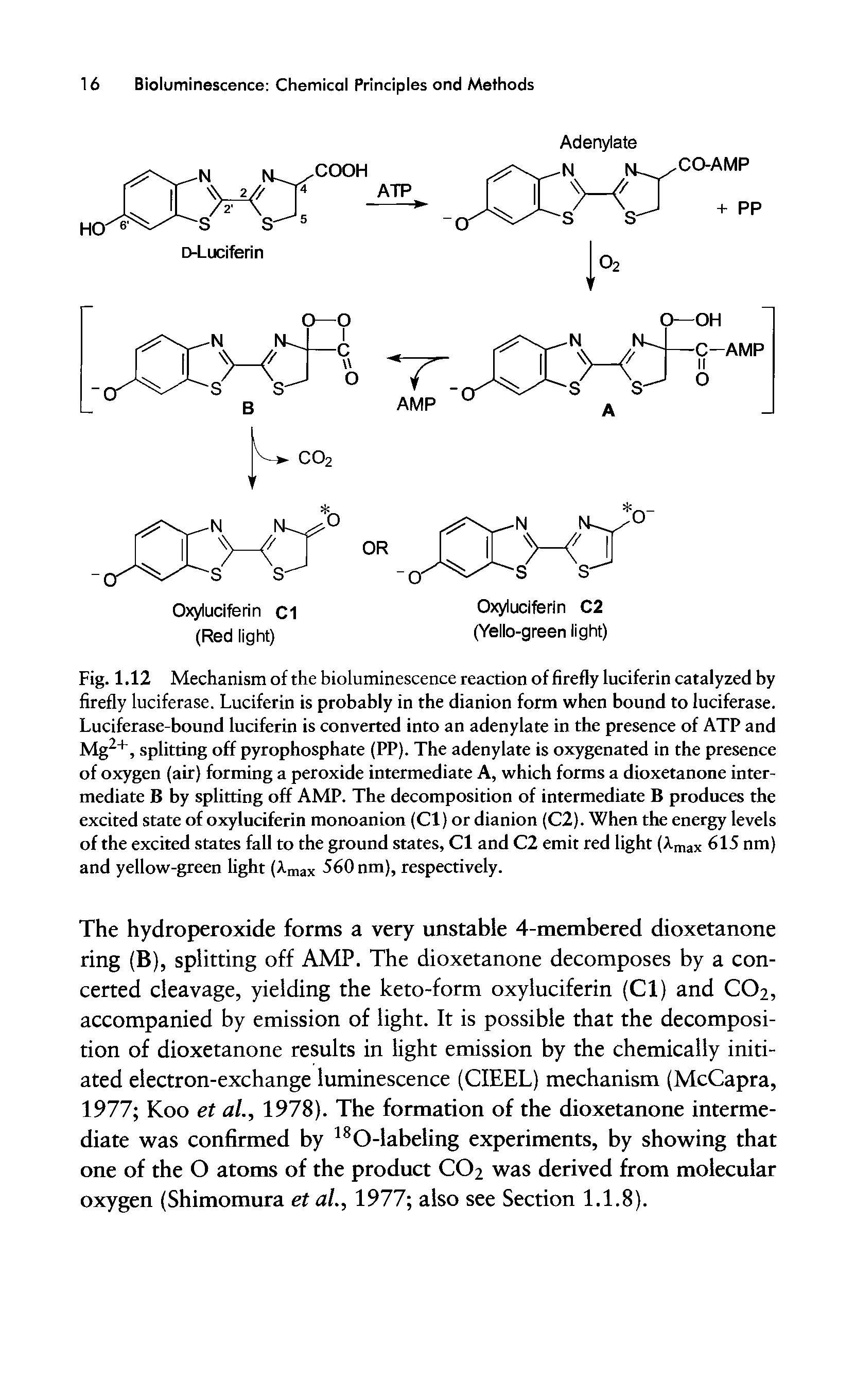 Fig. 1.12 Mechanism of the bioluminescence reaction of firefly luciferin catalyzed by firefly luciferase. Luciferin is probably in the dianion form when bound to luciferase. Luciferase-bound luciferin is converted into an adenylate in the presence of ATP and Mg2+, splitting off pyrophosphate (PP). The adenylate is oxygenated in the presence of oxygen (air) forming a peroxide intermediate A, which forms a dioxetanone intermediate B by splitting off AMP. The decomposition of intermediate B produces the excited state of oxyluciferin monoanion (Cl) or dianion (C2). When the energy levels of the excited states fall to the ground states, Cl and C2 emit red light (Amax 615 nm) and yellow-green light (Amax 560 nm), respectively.