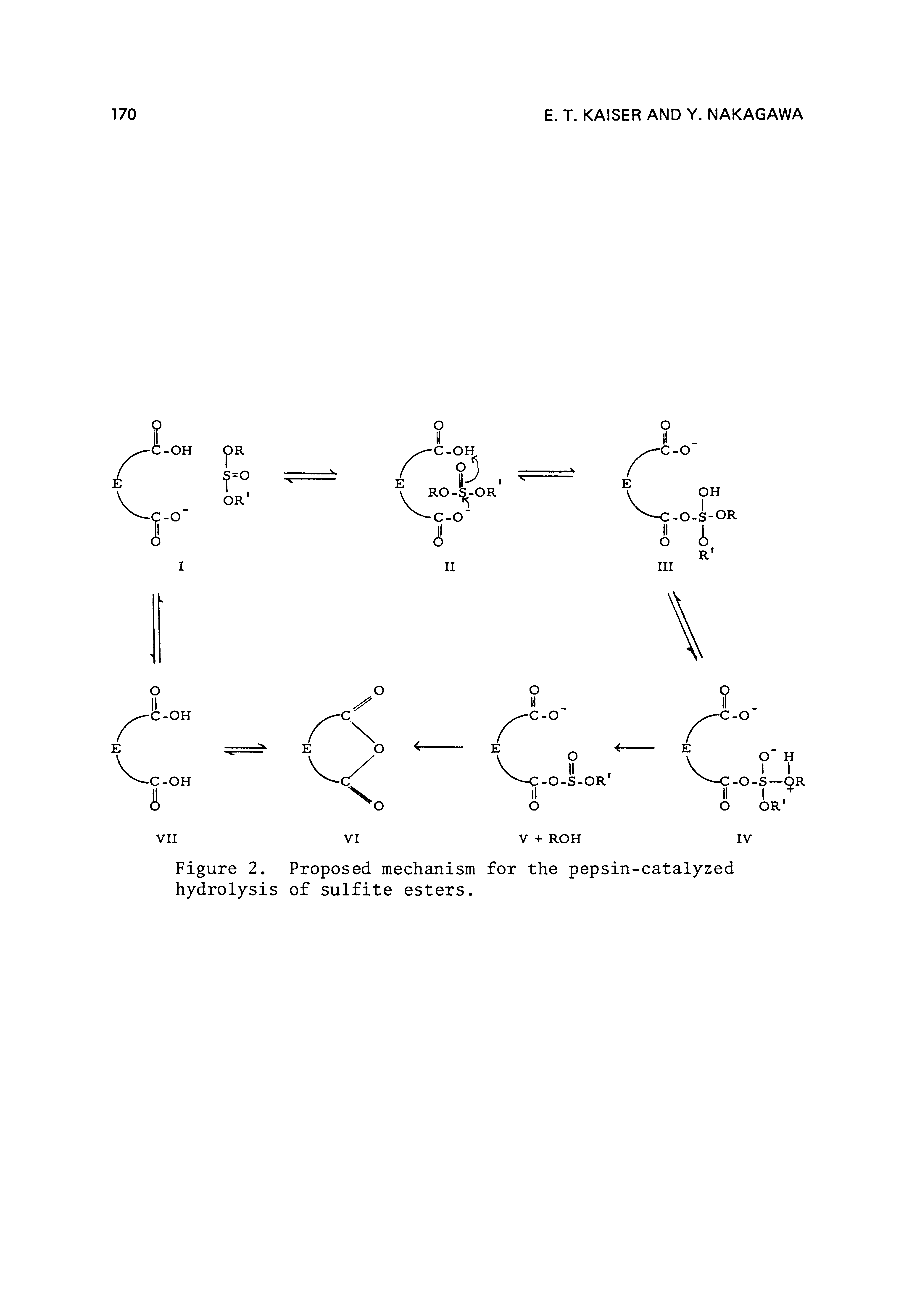 Figure 2. Proposed mechanism for the pepsin-catalyzed hydrolysis of sulfite esters.