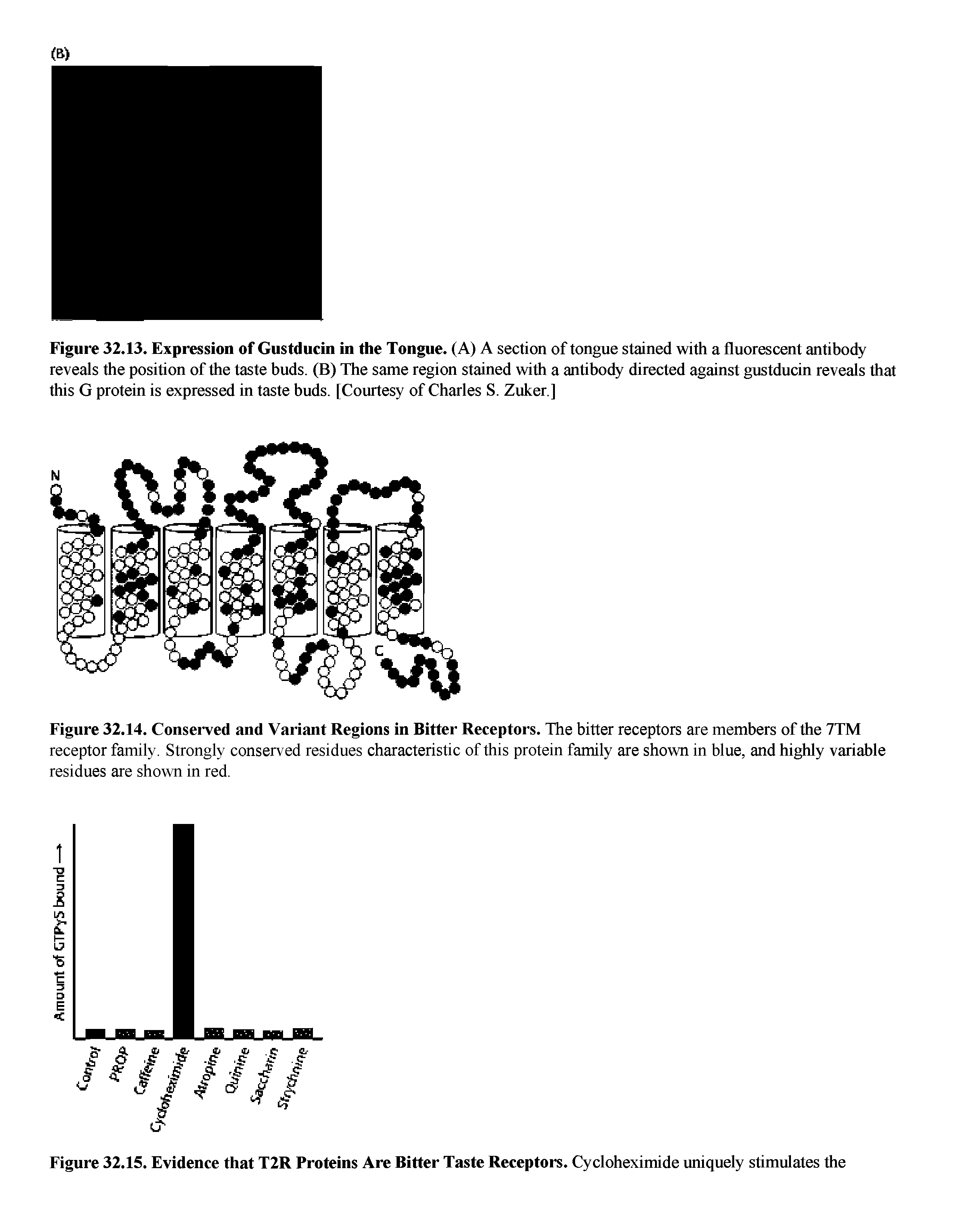 Figure 32.15. Evidence that T2R Proteins Are Bitter Taste Receptors. Cycloheximide uniquely stimulates the...