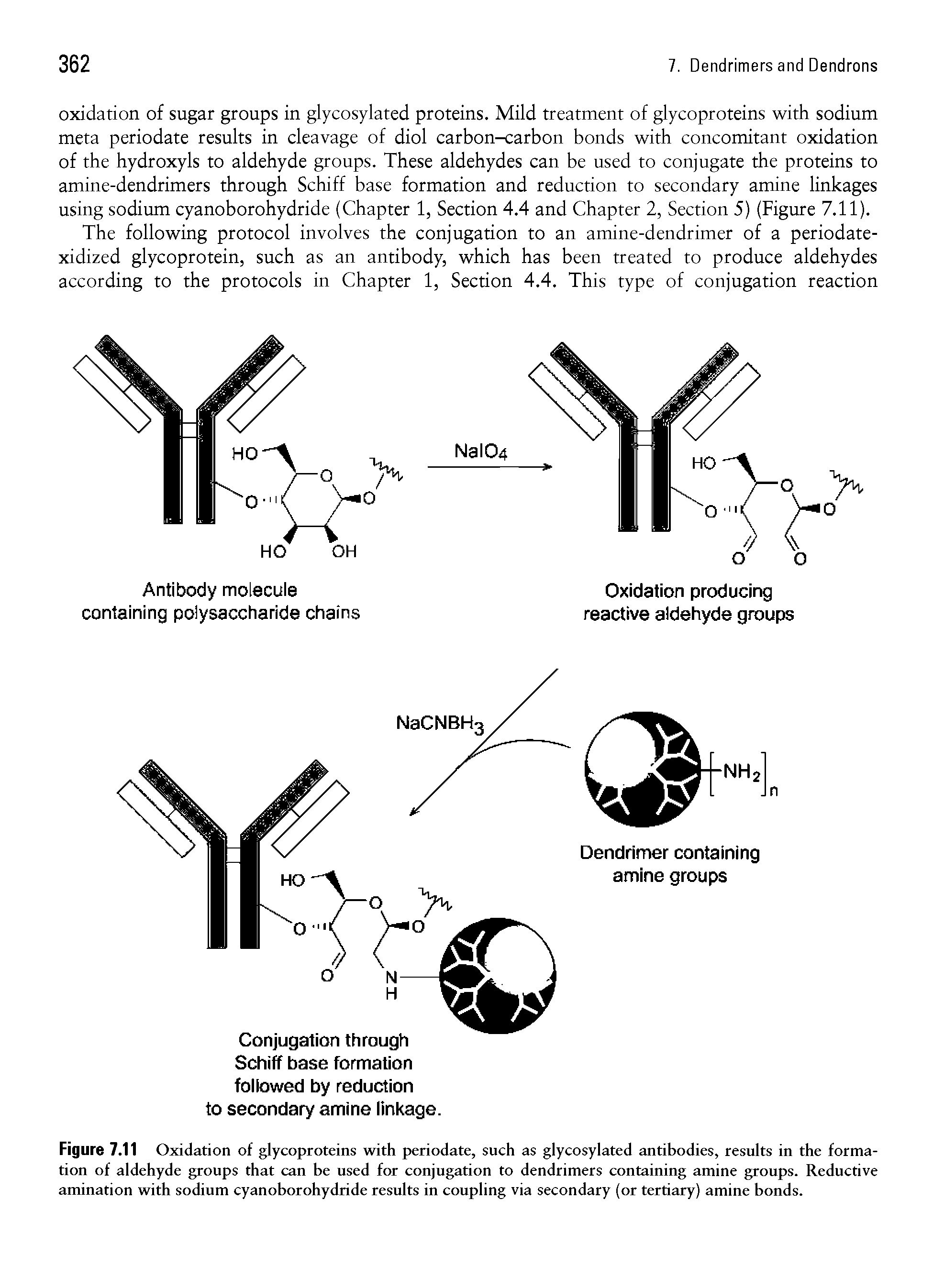 Figure 7.11 Oxidation of glycoproteins with periodate, such as glycosylated antibodies, results in the formation of aldehyde groups that can be used for conjugation to dendrimers containing amine groups. Reductive amination with sodium cyanoborohydride results in coupling via secondary (or tertiary) amine bonds.