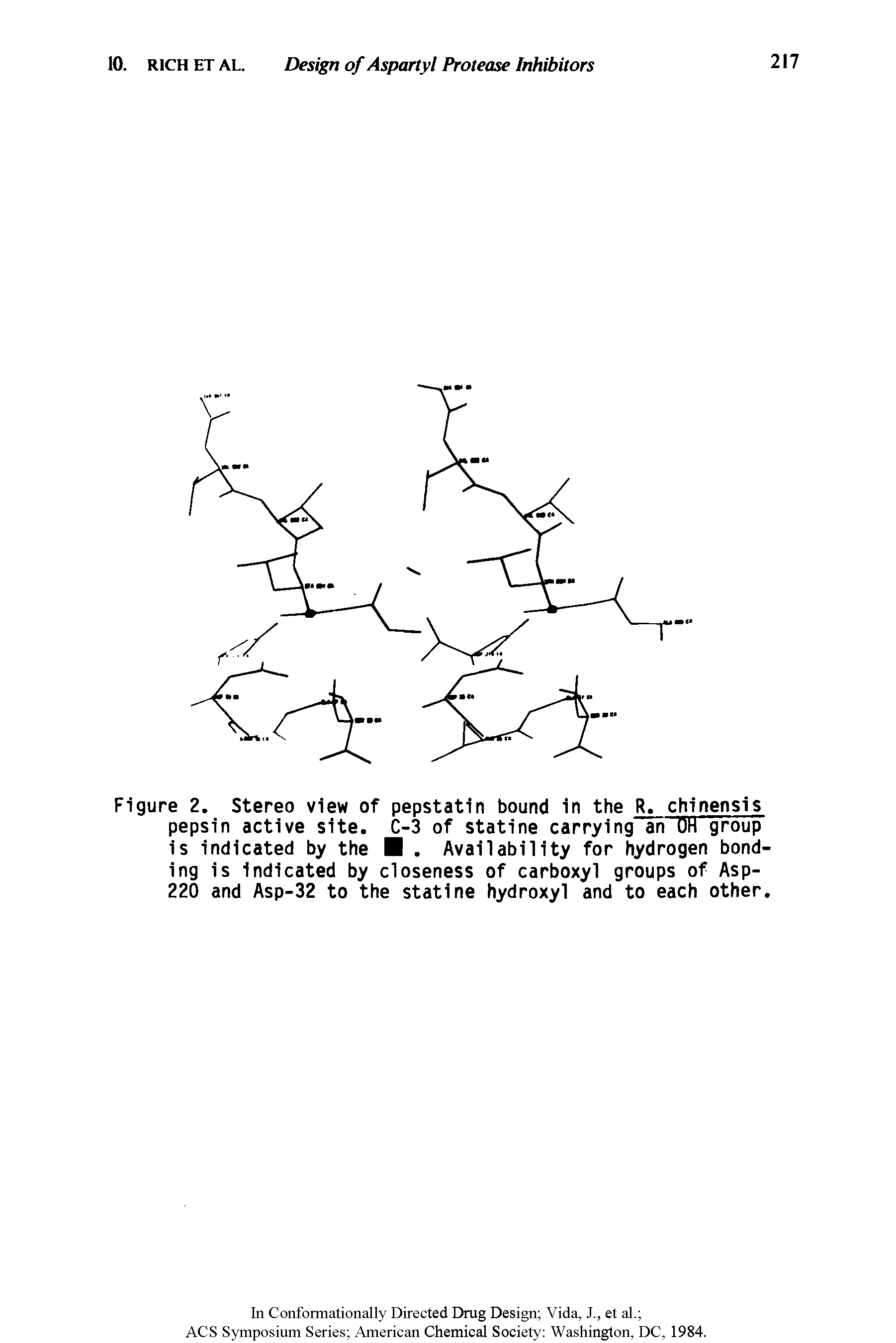 Figure 2. Stereo view of pepstatin bound in the R. chinensis pepsin active site. C-3 of statine carrying an OH group is indicated by the . Availability for hydrogen bonding is indicated by closeness of carboxyl groups of Asp-220 and Asp-32 to the statine hydroxyl and to each other.