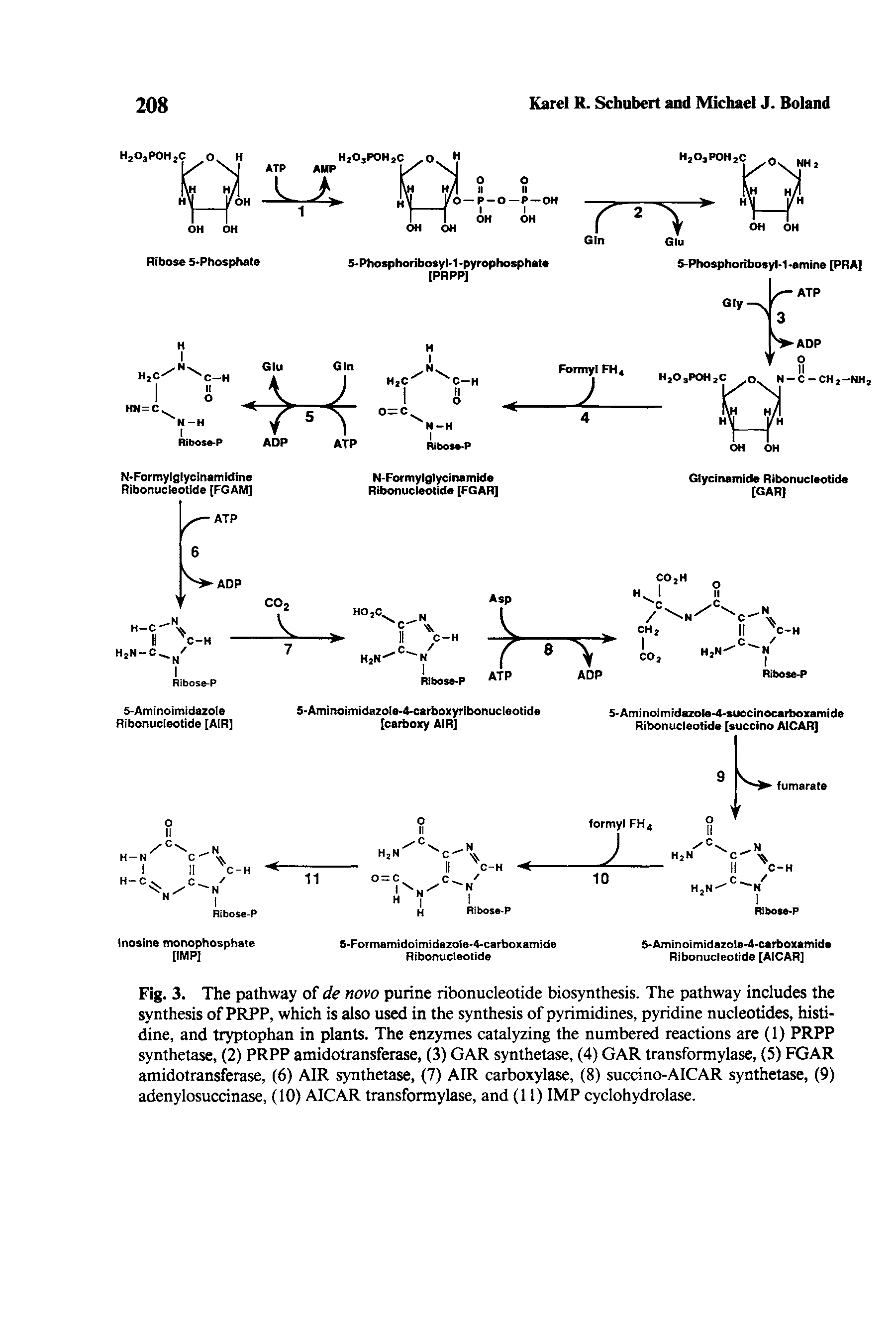Fig. 3. The pathway of de novo purine ribonucleotide biosynthesis. The pathway includes the synthesis of PRPP, which is also used in the synthesis of pyrimidines, pyridine nucleotides, histidine, and tryptophan in plants. The enzymes catalyzing the numbered reactions are (1) PRPP synthetase, (2) PRPP amidotransferase, (3) GAR synthetase, (4) GAR transformylase, (5) FGAR amidotransferase, (6) AIR synthetase, (7) AIR carboxylase, (8) succino-AICAR synthetase, (9) adenylosuccinase, (10) AICAR transformylase, and (11) IMP cyclohydrolase.