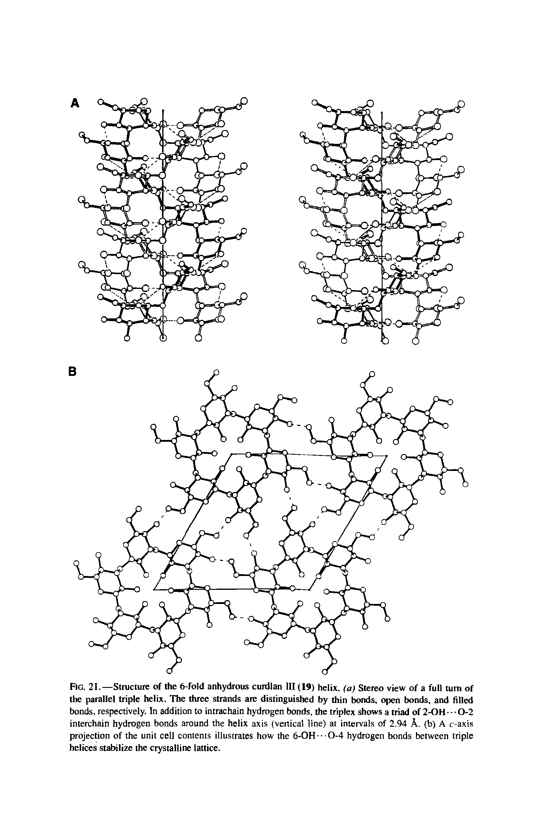 Fig. 21.—Structure of the 6-fold anhydrous curdlan III (19) helix, (a) Stereo view of a full turn of the parallel triple helix. The three strands are distinguished by thin bonds, open bonds, and filled bonds, respectively. In addition to intrachain hydrogen bonds, the triplex shows a triad of 2-OH - 0-2 interchain hydrogen bonds around the helix axis (vertical line) at intervals of 2.94 A. (b) A c-axis projection of the unit cell contents illustrates how the 6-0H - 0-4 hydrogen bonds between triple helices stabilize the crystalline lattice.