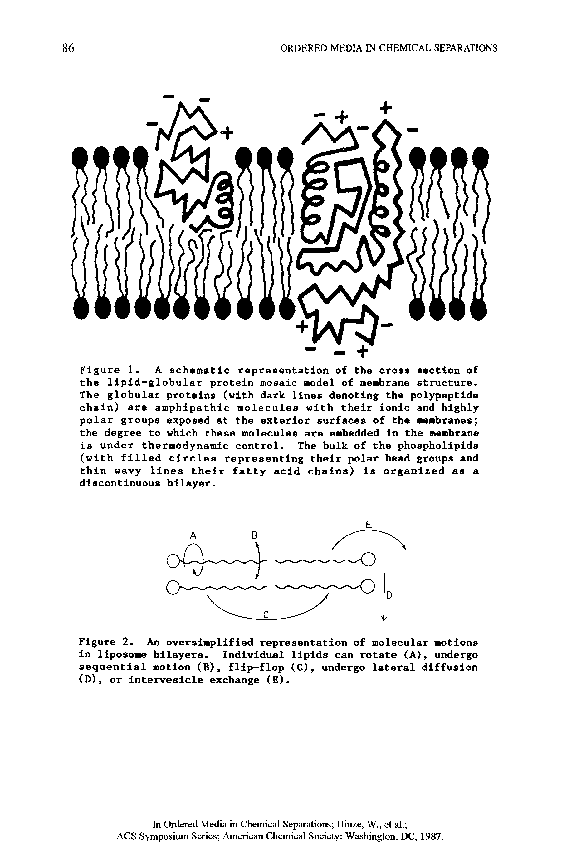 Figure 1. A schematic representation of the cross section of the lipid-globular protein mosaic model of membrane structure. The globular proteins (with dark lines denoting the polypeptide chain) are amphipathic molecules with their ionic and highly polar groups exposed at the exterior surfaces of the membranes the degree to which these molecules are embedded in the membrane is under thermodynamic control. The bulk of the phospholipids (with filled circles representing their polar head groups and thin wavy lines their fatty acid chains) is organized as a discontinuous bilayer.