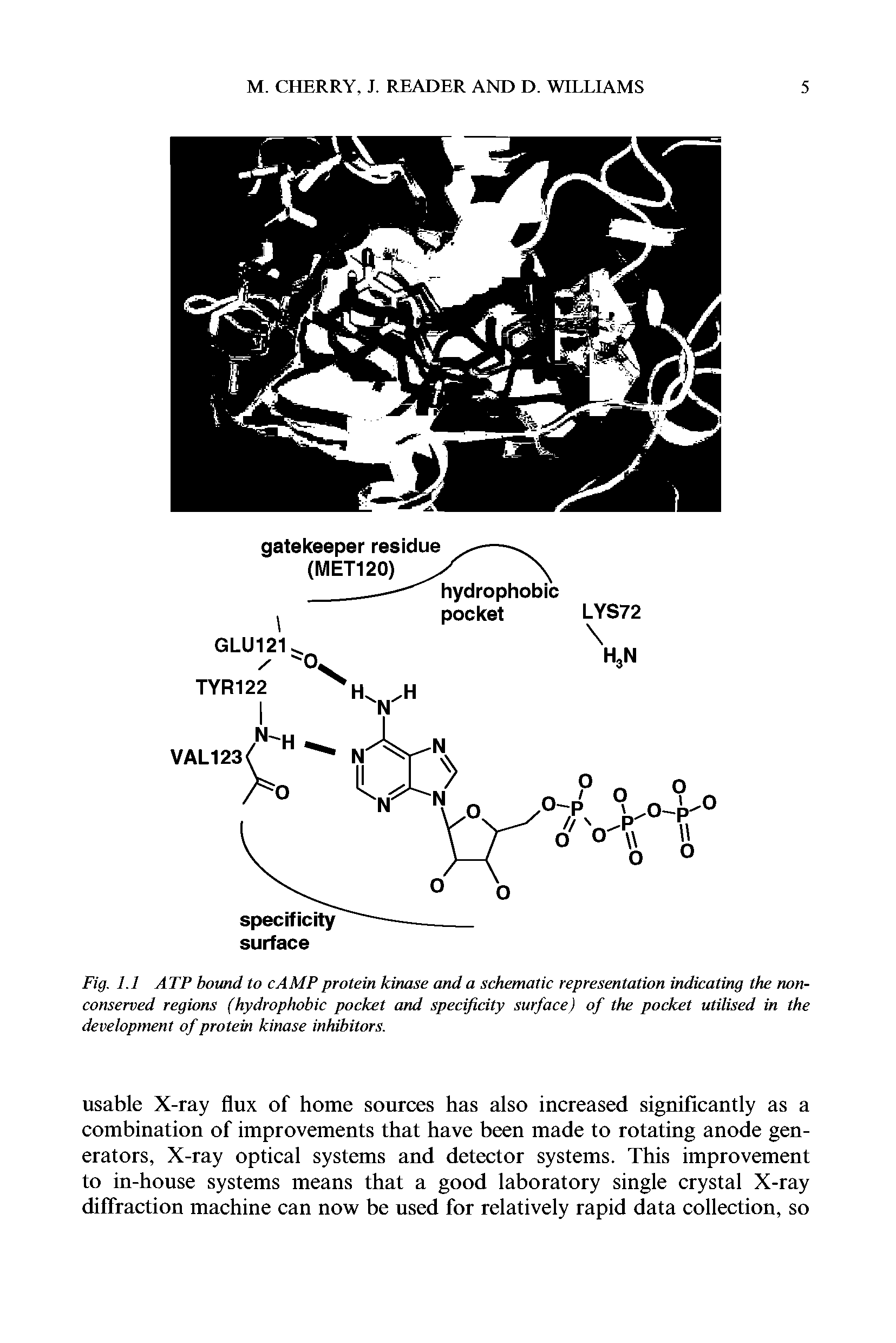 Fig. 1.1 ATP bound to cAMP protein kinase and a schematic representation indicating the non-conserved regions (hydrophobic pocket and specificity surface) of the pocket utilised in the development of protein kinase inhibitors.