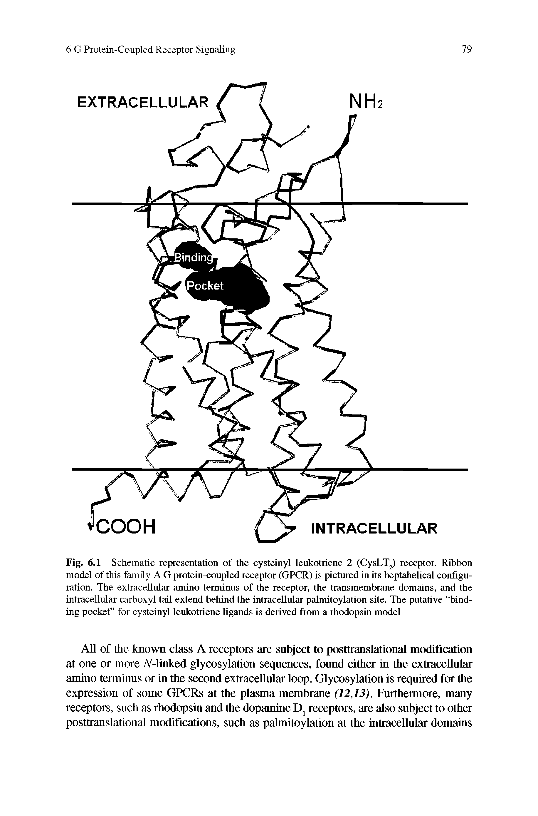 Fig. 6.1 Schematic representation of the cysteinyl leukotriene 2 (CysLT ) receptor. Ribbon model of this family A G protein-coupled receptor (GPCR) is pictured in its heptahelical configuration. The extracellular amino terminus of the receptor, the transmembrane domains, and the intracellular carboxyl tail extend behind the intracellular palmitoylation site. The putative binding pocket for cysteinyl leukotriene ligands is derived from a rhodopsin model...
