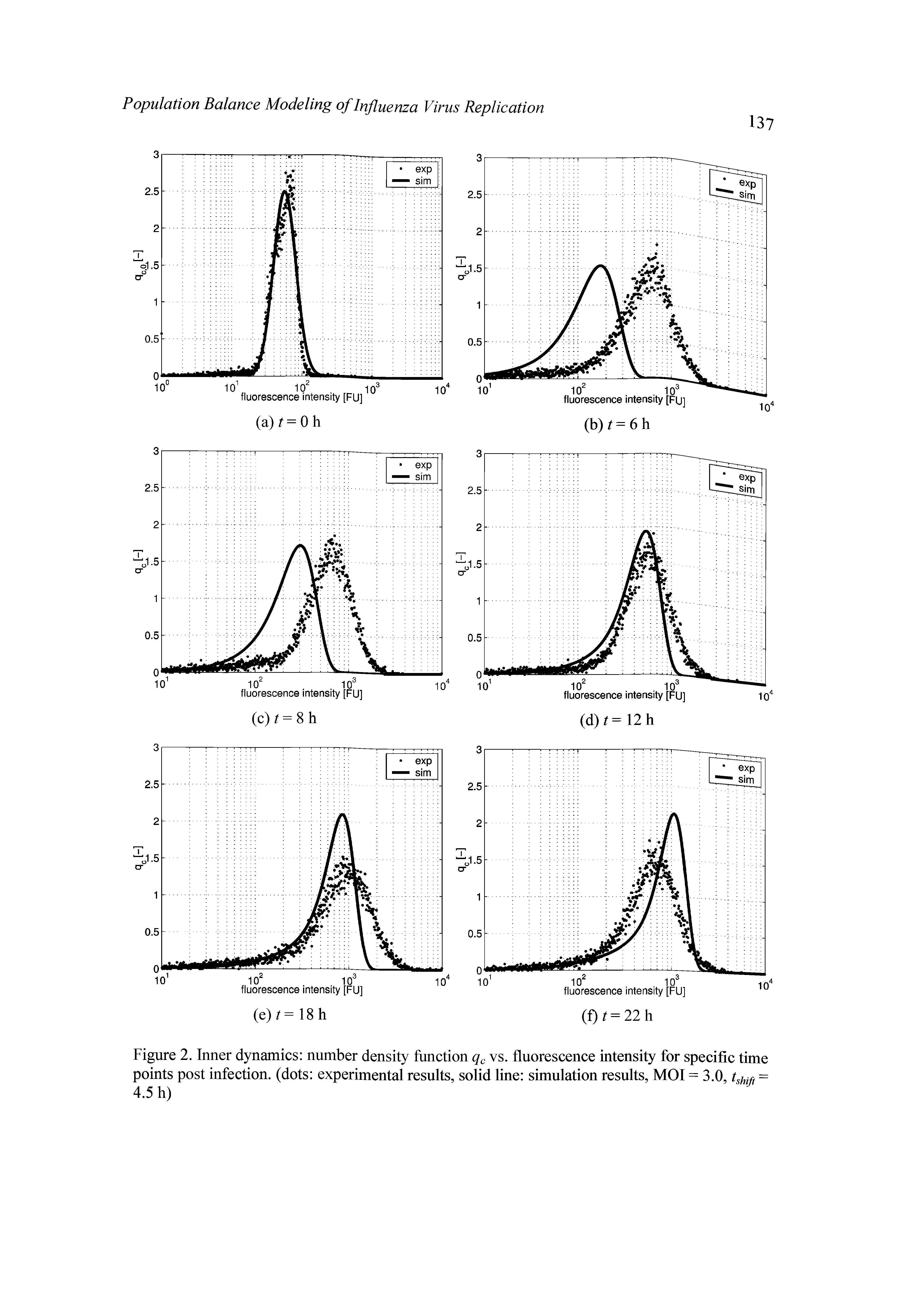 Figure 2. Inner dynamics number density function qc vs. fluorescence intensity for specific time points post infection, (dots experimental results, solid line simulation results, MOI = 3.0, tg t = 4.5 h)...