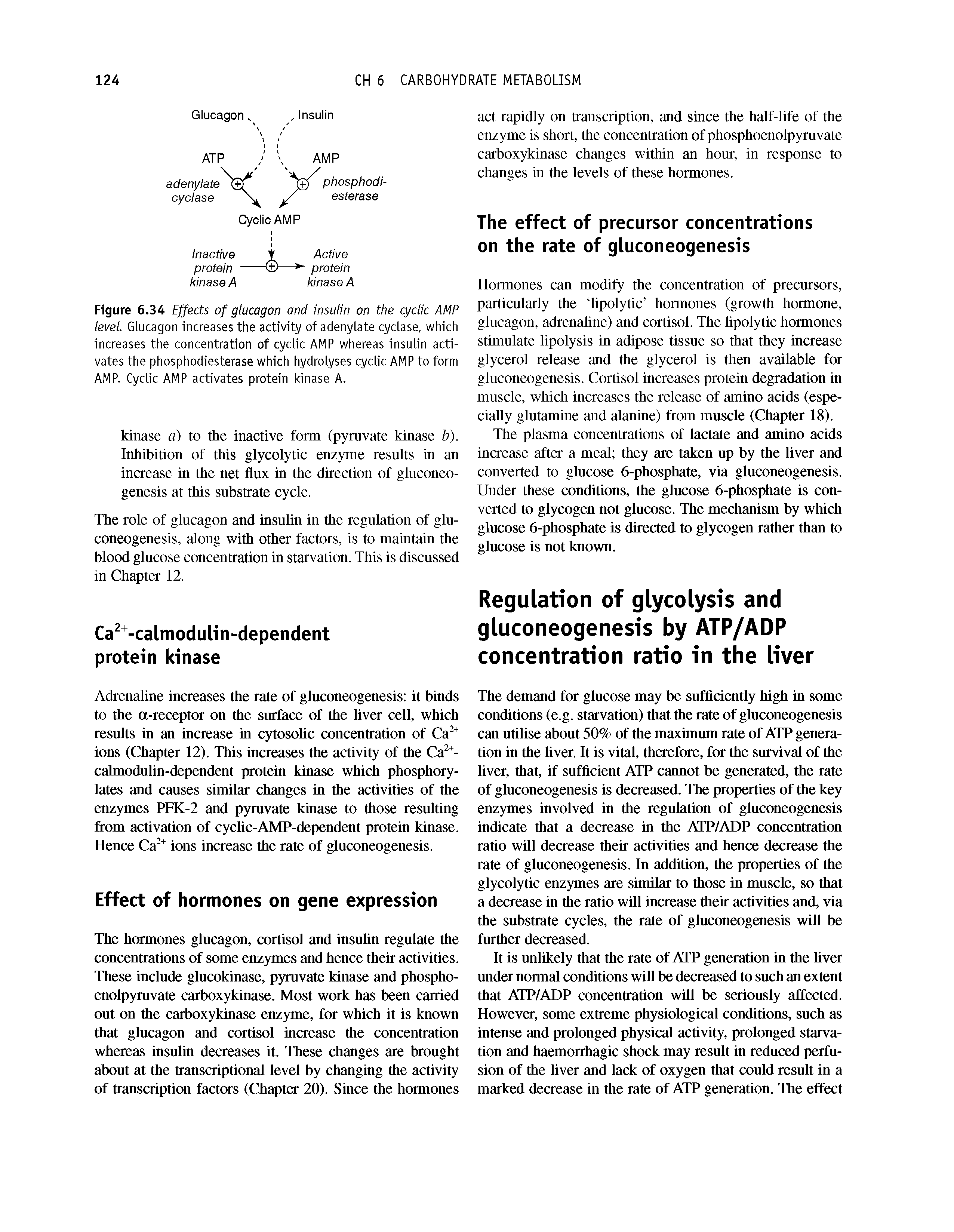 Figure 6.34 Effects of glucagon and insulin on the cyclic AMP level. Glucagon increases the activity of adenylate cyclase, which increases the concentration of cyclic AMP whereas insulin activates the phosphodiesterase which hydrolyses cyclic AMP to form AMP. Cyclic AMP activates protein kinase A.