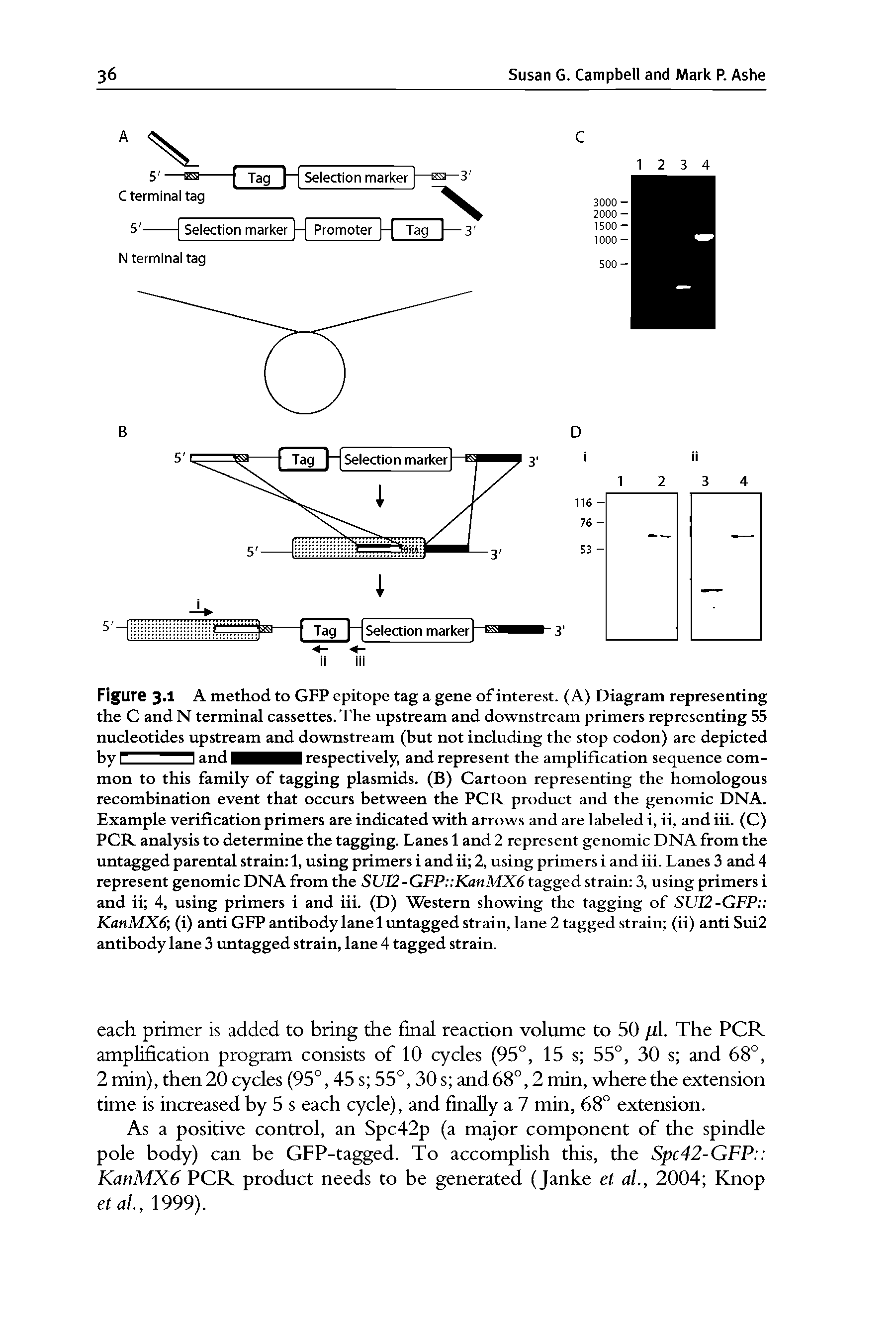 Figure 3-1 A method to GFP epitope tag a gene of interest. (A) Diagram representing the C and N terminal cassettes. The upstream and downstream primers representing 55 nucleotides upstream and downstream (but not including the stop codon) are depicted by I H and respectively, and represent the amplification sequence com-...