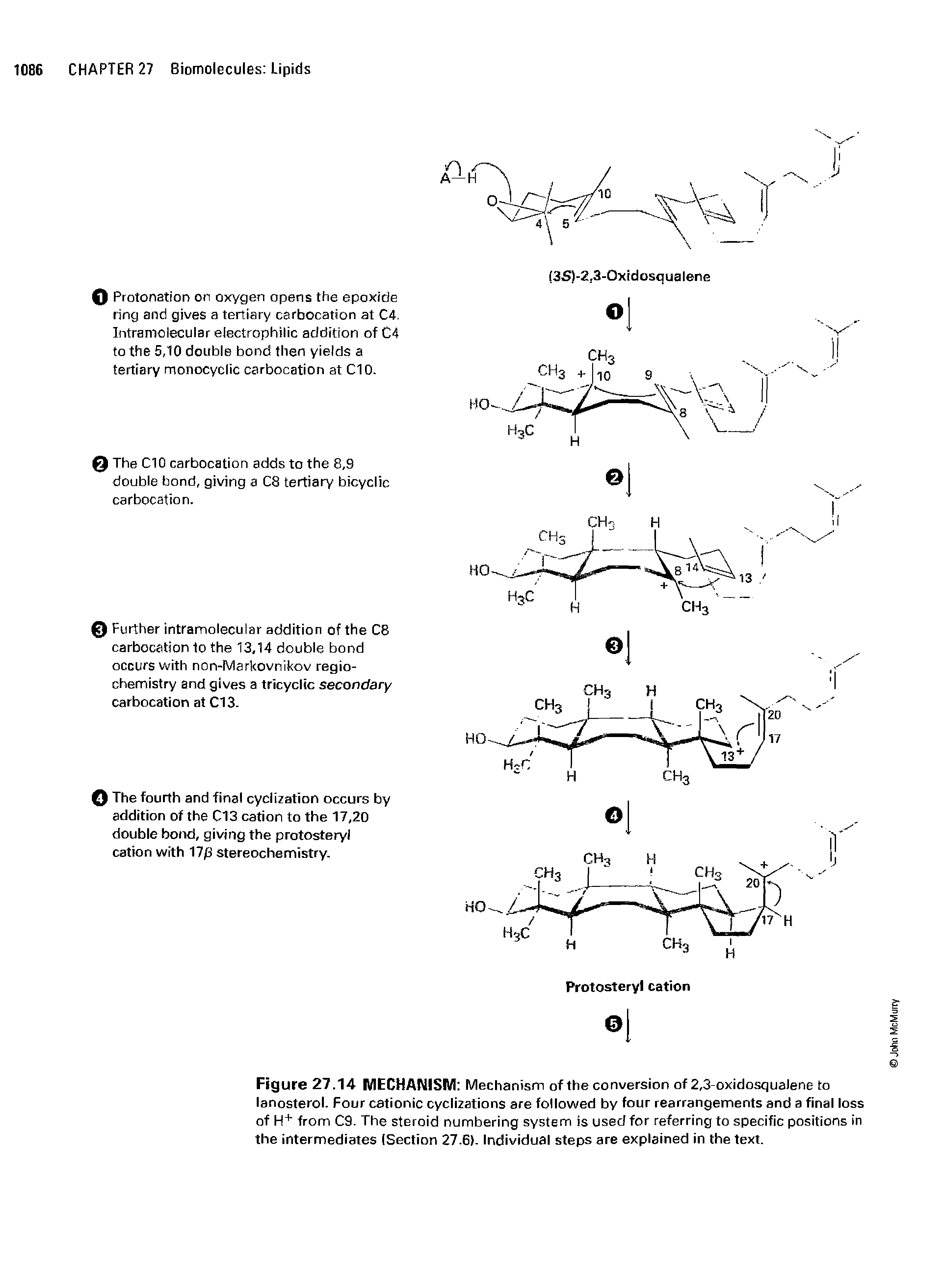 Figure 27.14 MECHANISM Mechanism of the conversion of 2,3-oxidosquaJene to lanosterol. Four cationic cyclizations are followed by four rearrangements and a final loss of H+ from C9. The steroid numbering system is used for referring to specific positions in the intermediates (Section 27.6). Individual steps are explained in the text.