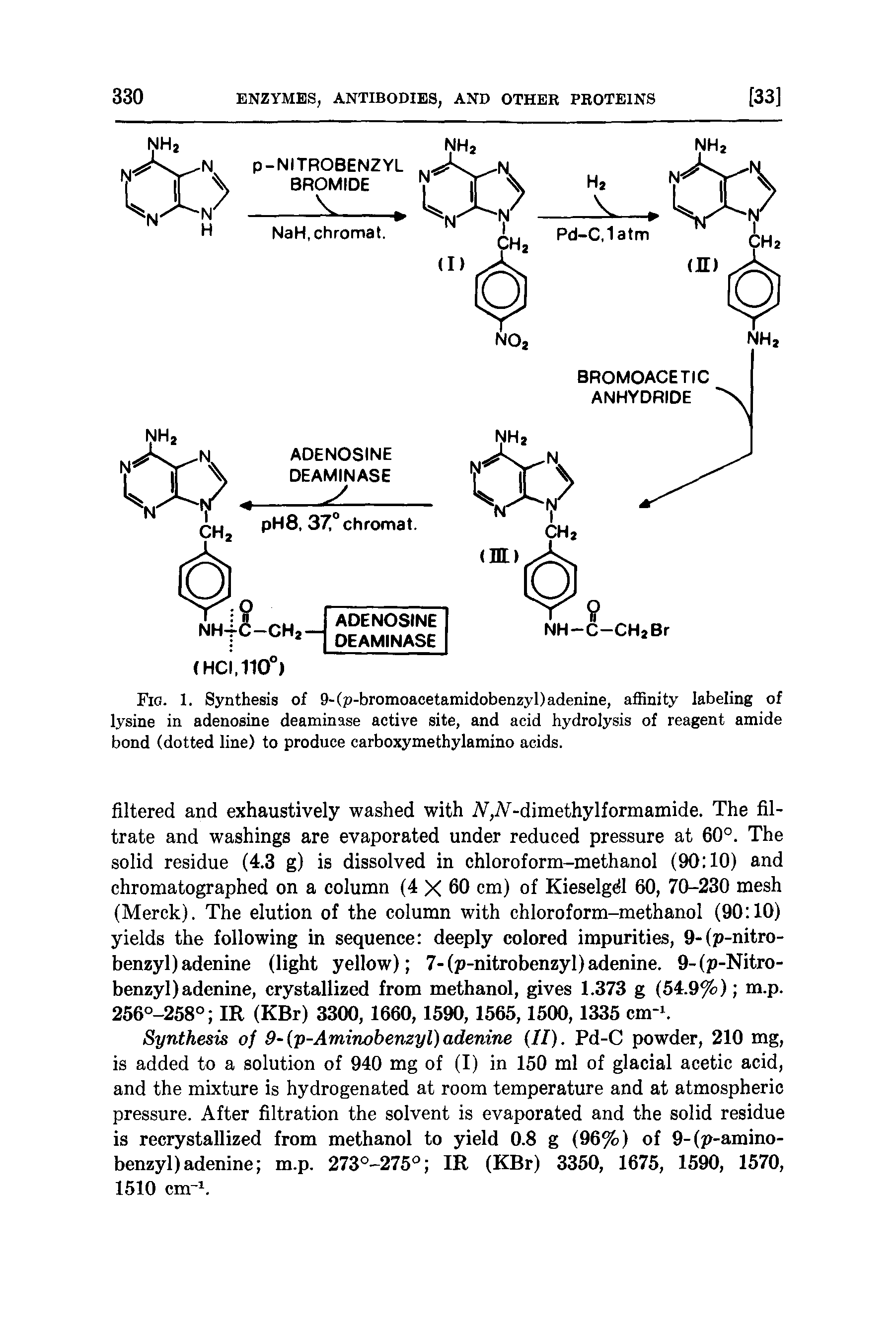 Fig. 1. Synthesis of 9-(p-bromoacetamidobenzyl)adenine, aflSnity labeling of lysine in adenosine deaminase active site, and acid hydrolysis of reagent amide bond (dotted line) to produce carboxymethylamino acids.