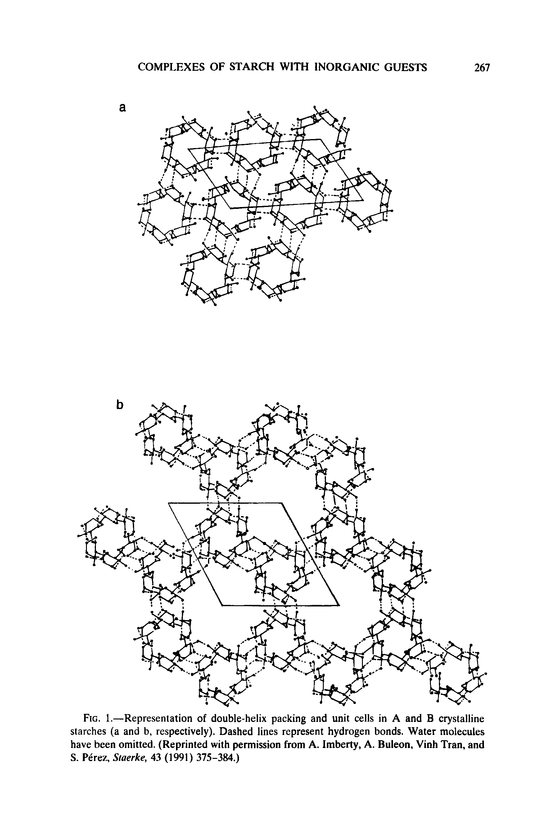 Fig. 1.—Representation of double-helix packing and unit cells in A and B crystalline starches (a and b, respectively). Dashed lines represent hydrogen bonds. Water molecules have been omitted. (Reprinted with permission from A. Imberty, A. Buleon, Vinh Tran, and S. Perez, Staerke, 43 (1991) 375-384.)...