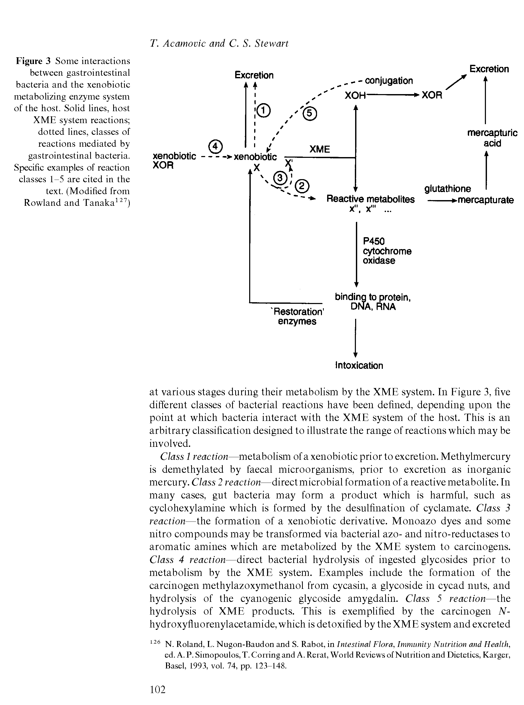 Figure 3 Some interactions between gastrointestinal bacteria and the xenobiotic metabolizing enzyme system of the host. Solid lines, host XME system reactions dotted lines, classes of reactions mediated by gastrointestinal bacteria. Specific examples of reaction classes 1-5 are cited in the text. (Modified from Rowland and Tanaka " )...