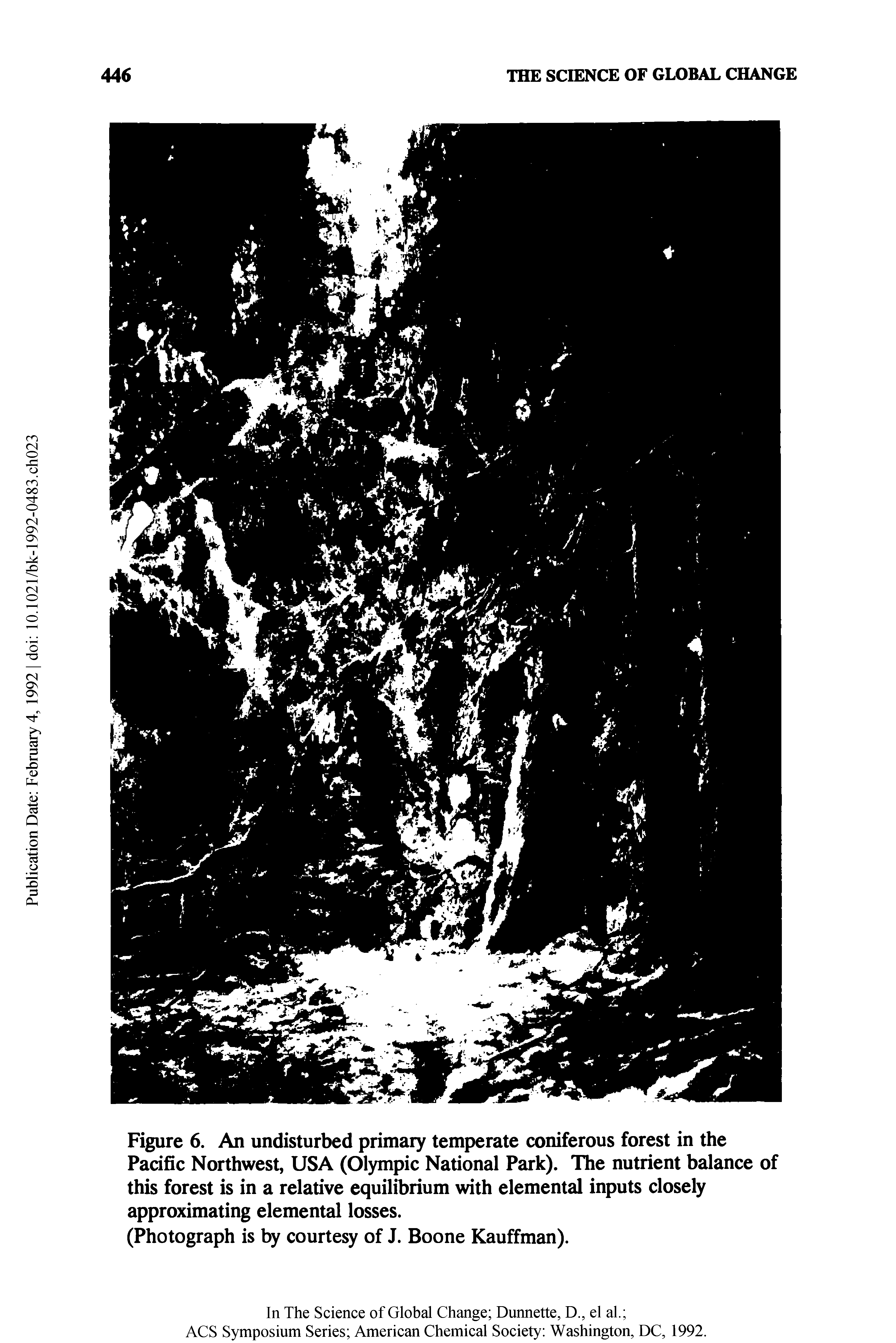 Figure 6. An undisturbed primary temperate coniferous forest in the Pacific Northwest, USA (Olympic National Park). The nutrient balance of this forest is in a relative equilibrium with elemental inputs closely approximating elemental losses.