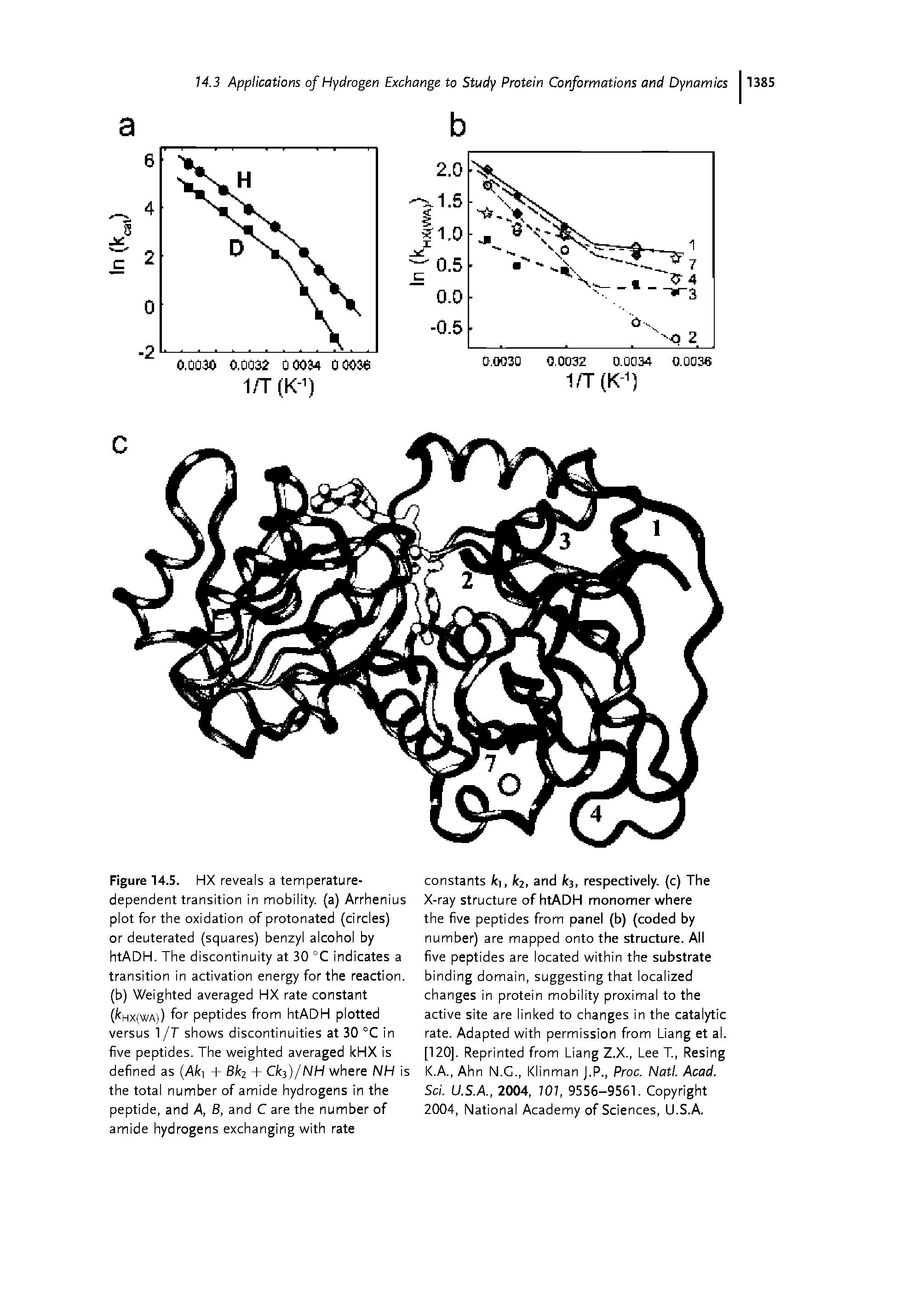Figure 14.5. HX reveals a temperature-dependent transition in mobility, (a) Arrhenius plot for the oxidation of protonated (circles) or deuterated (squares) benzyl alcohol by htADH. The discontinuity at 30 °C indicates a transition in activation energy for the reaction, (b) Weighted averaged HX rate constant ( HX(wA)) fot peptides from htADH plotted versus 1 /T show/s discontinuities at 30 °C in five peptides. The w/eighted averaged kHX is defined as (A(ti + 6(t2 + Ck )/NH where NH is the total number of amide hydrogens in the peptide, and A, B, and C are the number of amide hydrogens exchanging with rate...