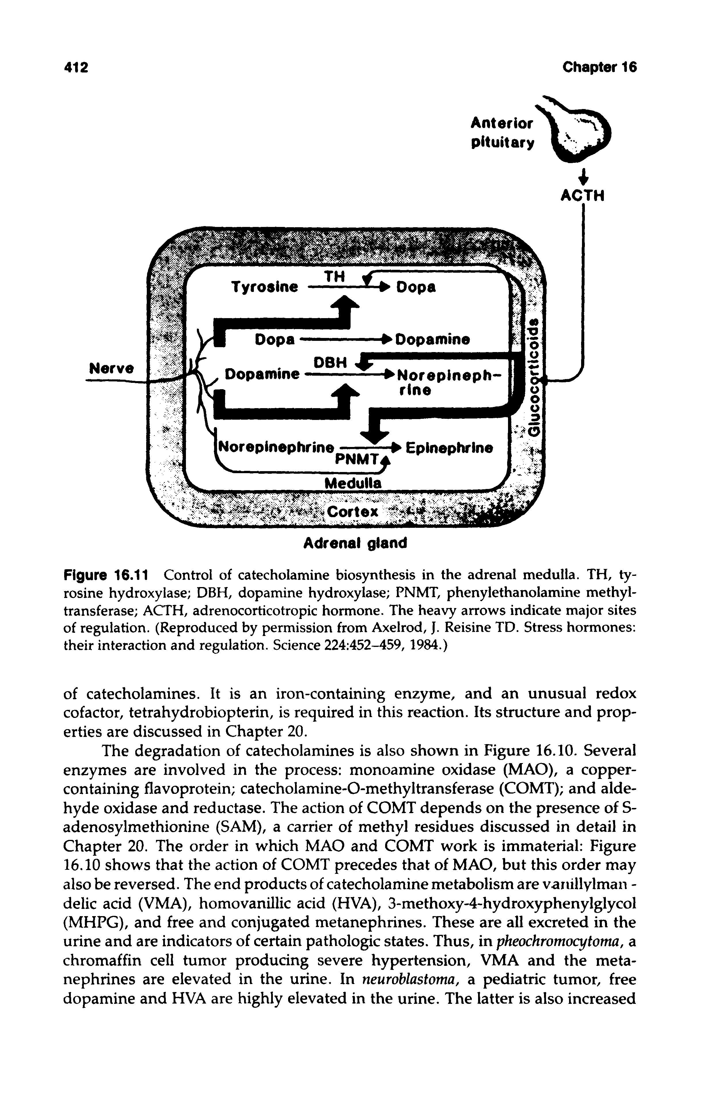 Figure 16.11 Control of catecholamine biosynthesis in the adrenal medulla. TH, tyrosine hydroxylase DBH, dopamine hydroxylase PNMT, phenylethanolamine methyl-transferase ACTH, adrenocorticotropic hormone. The heavy arrows indicate major sites of regulation. (Reproduced by permission from Axelrod, J. Reisine TD. Stress hormones their interaction and regulation. Science 224 452-459, 1984.)...