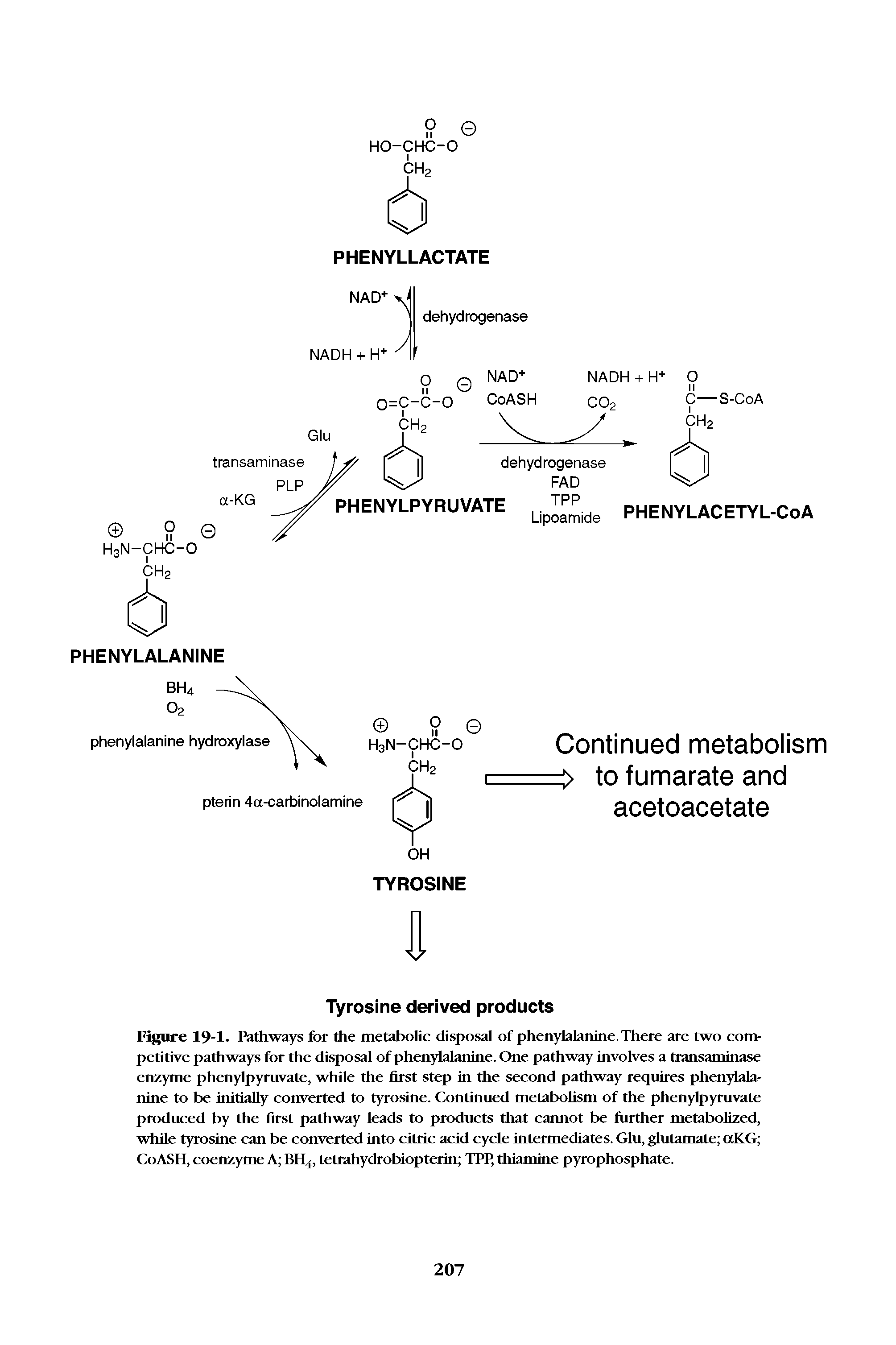 Figure 19-1. Pathways for the metabolic disposal of phenylalanine. There are two competitive pathways for the disposal of phenylalanine. One pathway involves a transaminase enzyme phenylpyruvate, while the first step in the second pathway requires phenylalanine to be initially converted to tyrosine. Continued metabolism of the phenylpyruvate produced by the first pathway leads to products that cannot be further metabolized, while tyrosine can be converted into citric acid cycle intermediates. Glu, glutamate aKG CoASH, coenzyme A BH4, tetrahydrobiopterin TPP, thiamine pyrophosphate.