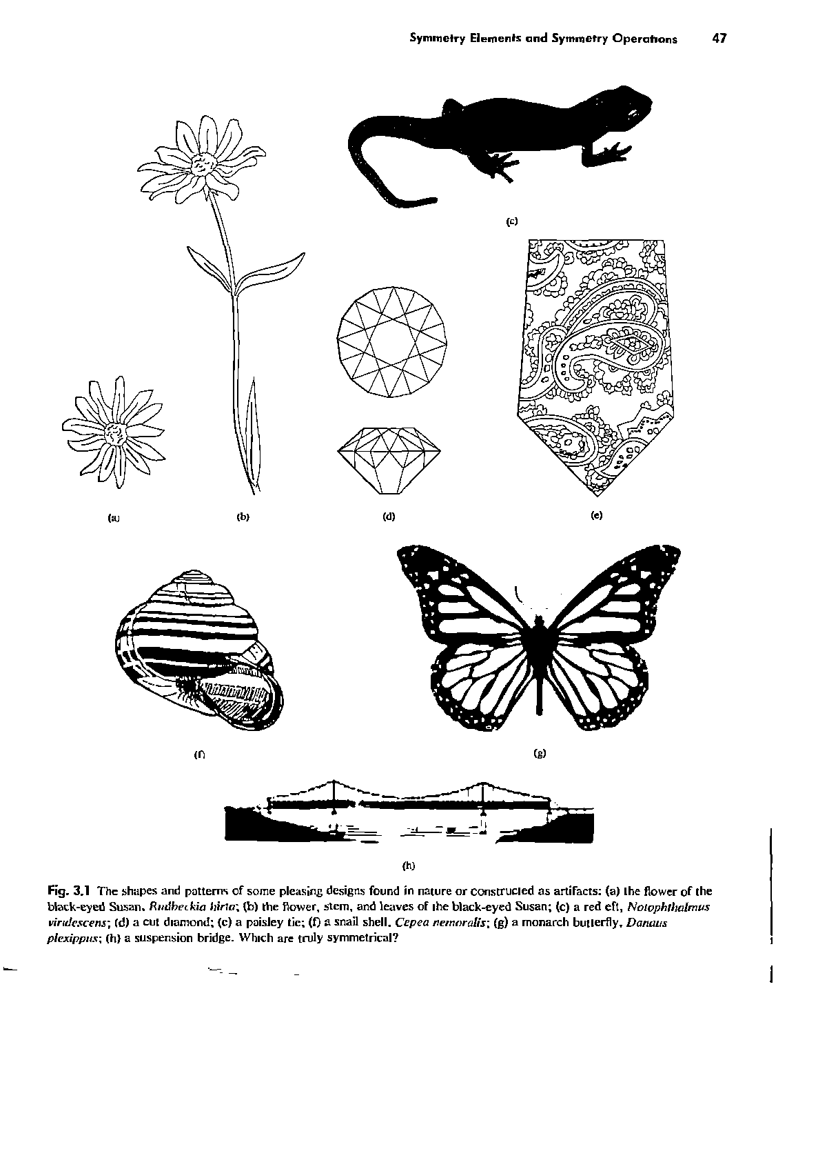 Fig. 3.1 The shapes and patterns of some pleasing designs found in nature or constructed as artifacts (a) the flower of the black-eyed Susan. RmJbetkia hirin, lb) the flower, stem, and leaves of the black-eyed Susan (c) a red eft, Notophtluilrrws vintlescens (d) a cut diamond (c) a paisley tie (f) a snail shell. Cepea ne/noralis (g) a monarch butterfly, Daniws plexippiix (h) a suspension bridge. Which are truly symmetrical ...