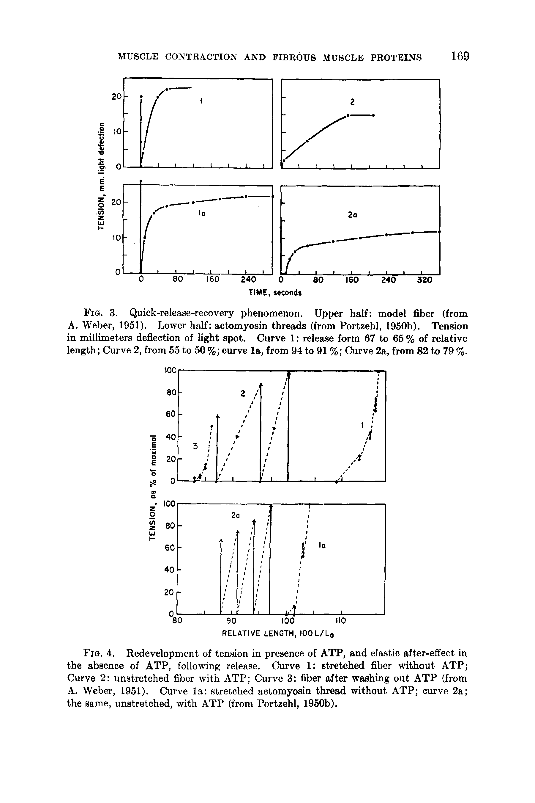 Fig. 4. Redevelopment of tension in presence of ATP, and elastic after-effect in the absence of ATP, following release. Curve 1 stretched fiber without ATP Curve 2 unstretched fiber with ATP Curve 3 fiber after washing out ATP (from A. Weber, 1951). Curve la stretched actomyosin thread without ATP curve 2a the same, unstretched, with ATP (from Portzehl, 1950b).
