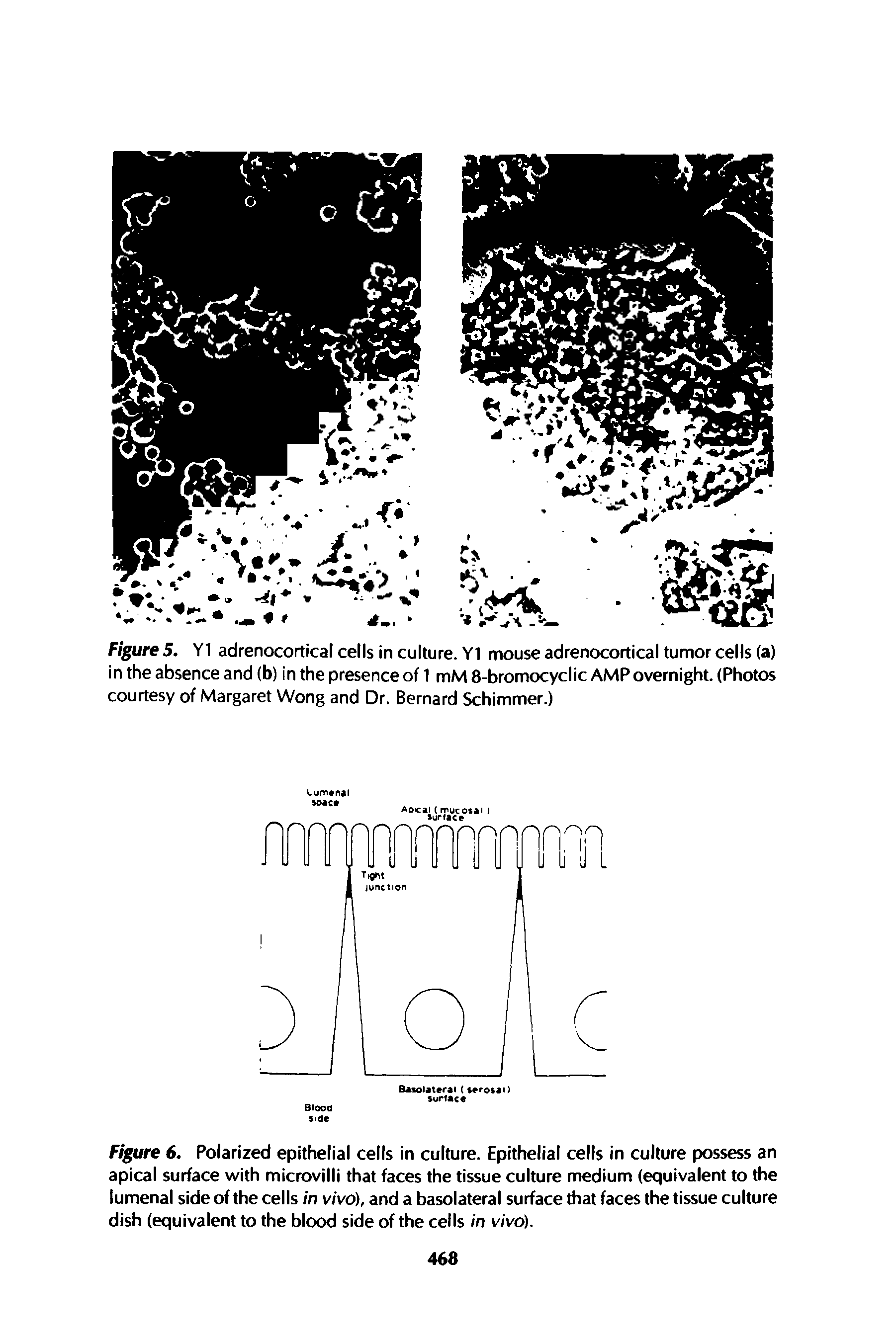 Figure 6, Polarized epithelial cells in culture. Epithelial cells in culture possess an apical surface with microvilli that faces the tissue culture medium (equivalent to the lumenal side of the cells in vivo), and a basolateral surface that faces the tissue culture dish (equivalent to the blood side of the cells in vivo).