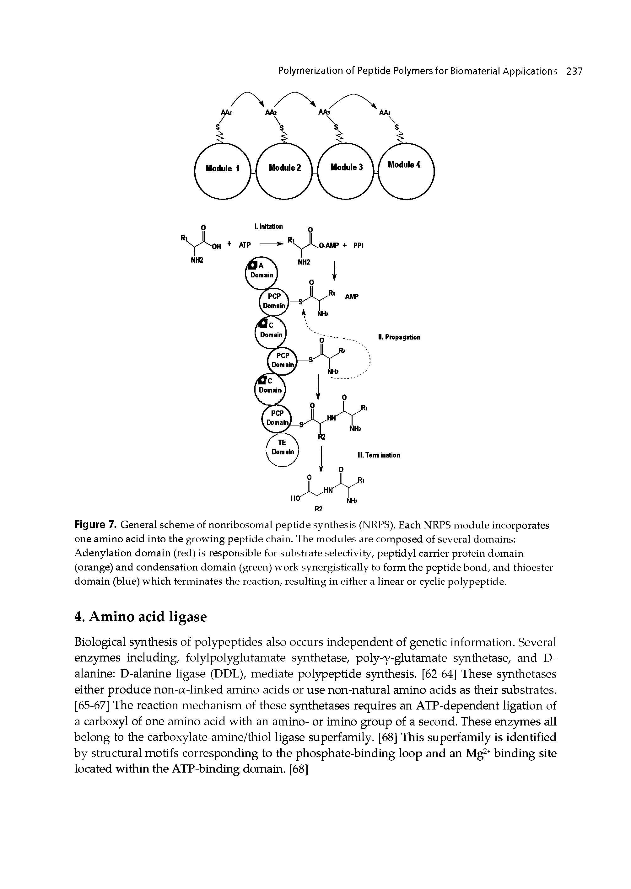 Figure 7. General scheme of nonribosomal peptide synthesis (NRPS). Each NRPS module incorporates one amino acid into the growing peptide chain. The modules are composed of several domains Adenylation domain (red) is responsible for substrate selectivity, peptidyl carrier protein domain (orange) and condensation domain (green) work synergistically to form the peptide bond, and thioester domain (blue) which terminates the reaction, resulting in either a linear or cyclic polypeptide.