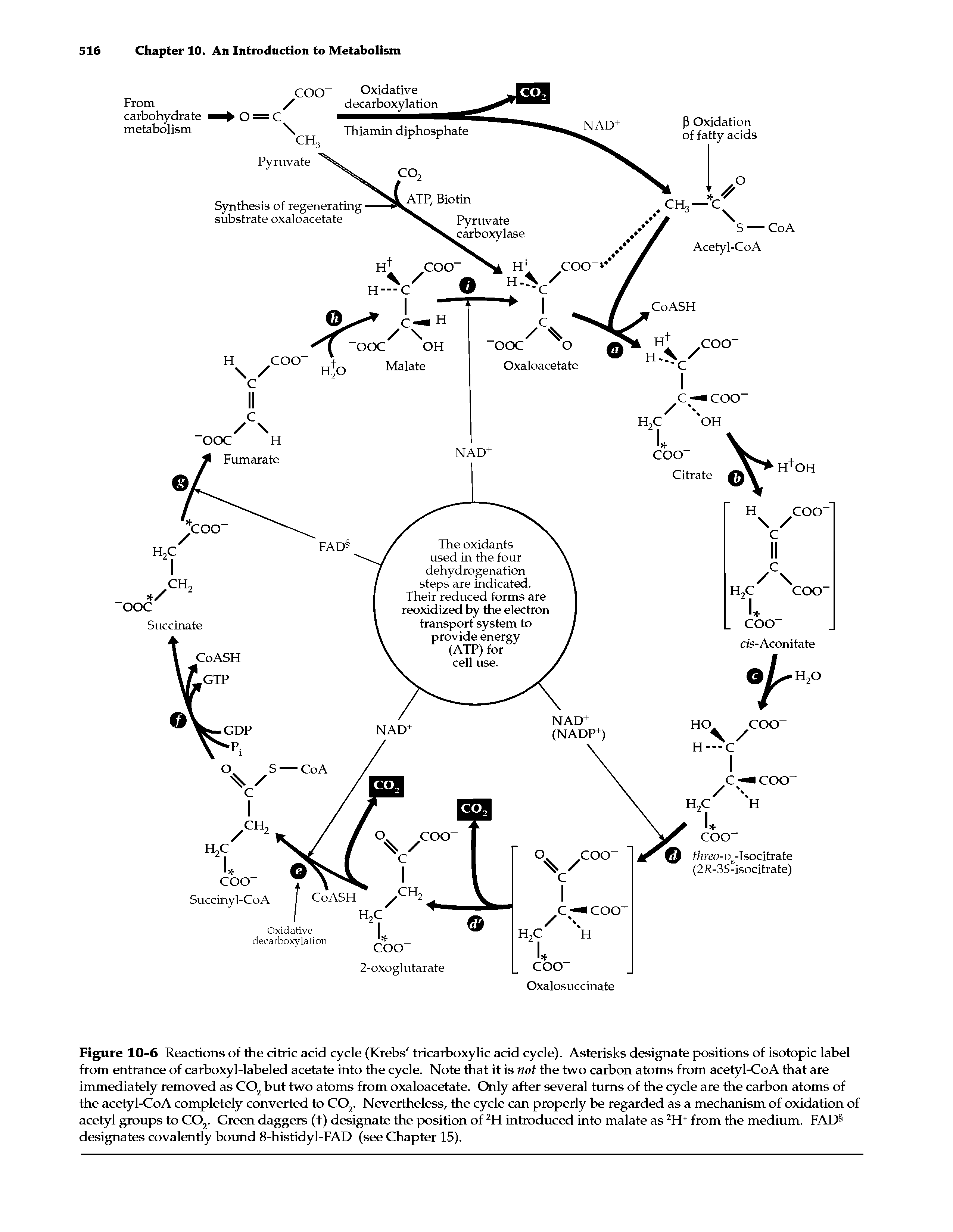 Figure 10-6 Reactions of the citric acid cycle (Krebs tricarboxylic acid cycle). Asterisks designate positions of isotopic label from entrance of carboxyl-labeled acetate into the cycle. Note that it is not the two carbon atoms from acetyl-CoA that are immediately removed as C02 but two atoms from oxaloacetate. Only after several turns of the cycle are the carbon atoms of the acetyl-CoA completely converted to C02. Nevertheless, the cycle can properly be regarded as a mechanism of oxidation of acetyl groups to C02. Green daggers (+) designate the position of 2H introduced into malate as 2H from the medium. FADS designates covalently bound 8-histidyl-FAD (see Chapter 15).