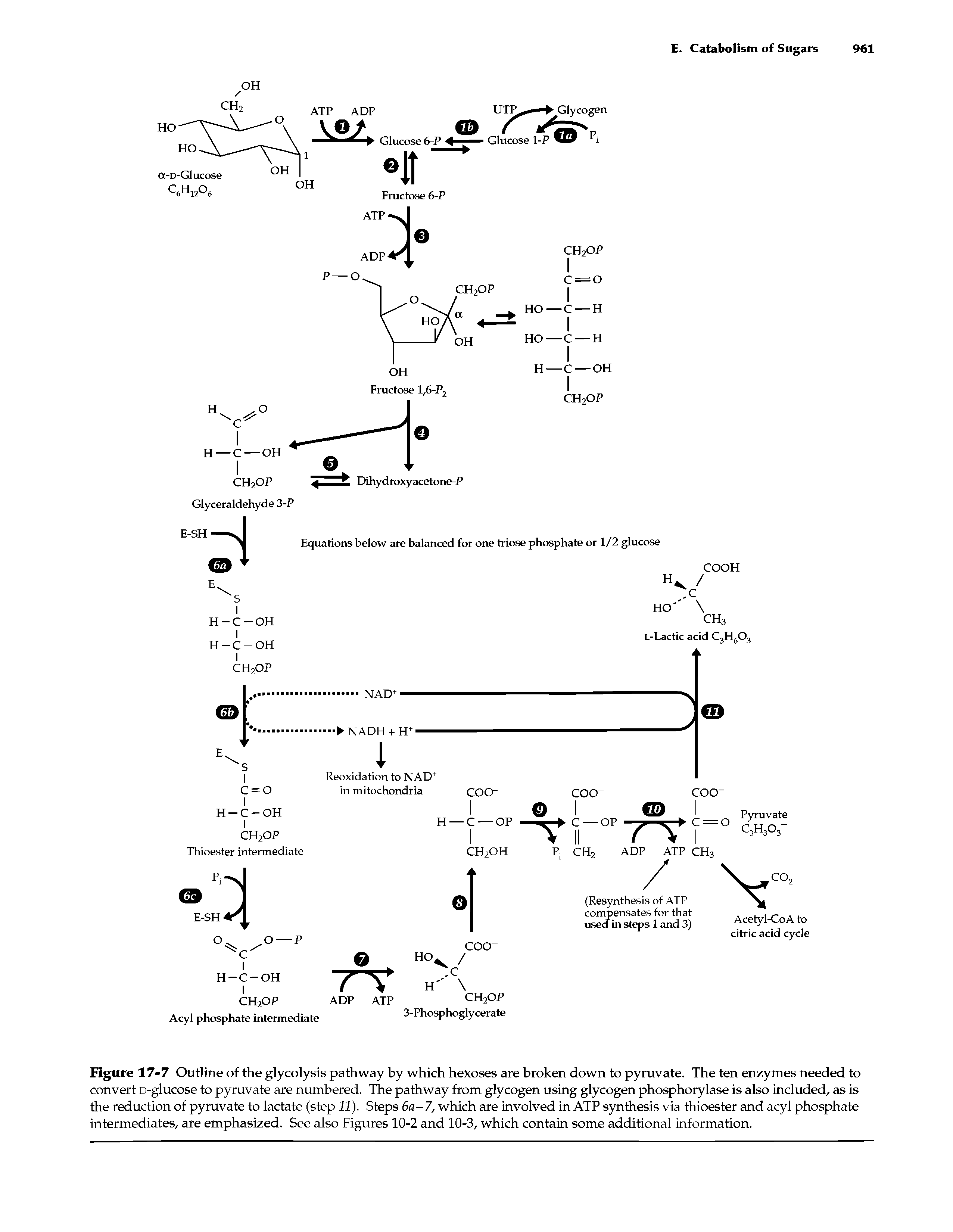 Figure 17-7 Outline of the glycolysis pathway by which hexoses are broken down to pyruvate. The ten enzymes needed to convert D-glucose to pyruvate are numbered. The pathway from glycogen using glycogen phosphorylase is also included, as is the reduction of pyruvate to lactate (step 11). Steps 6a-7, which are involved in ATP synthesis via thioester and acyl phosphate intermediates, are emphasized. See also Figures 10-2 and 10-3, which contain some additional information.