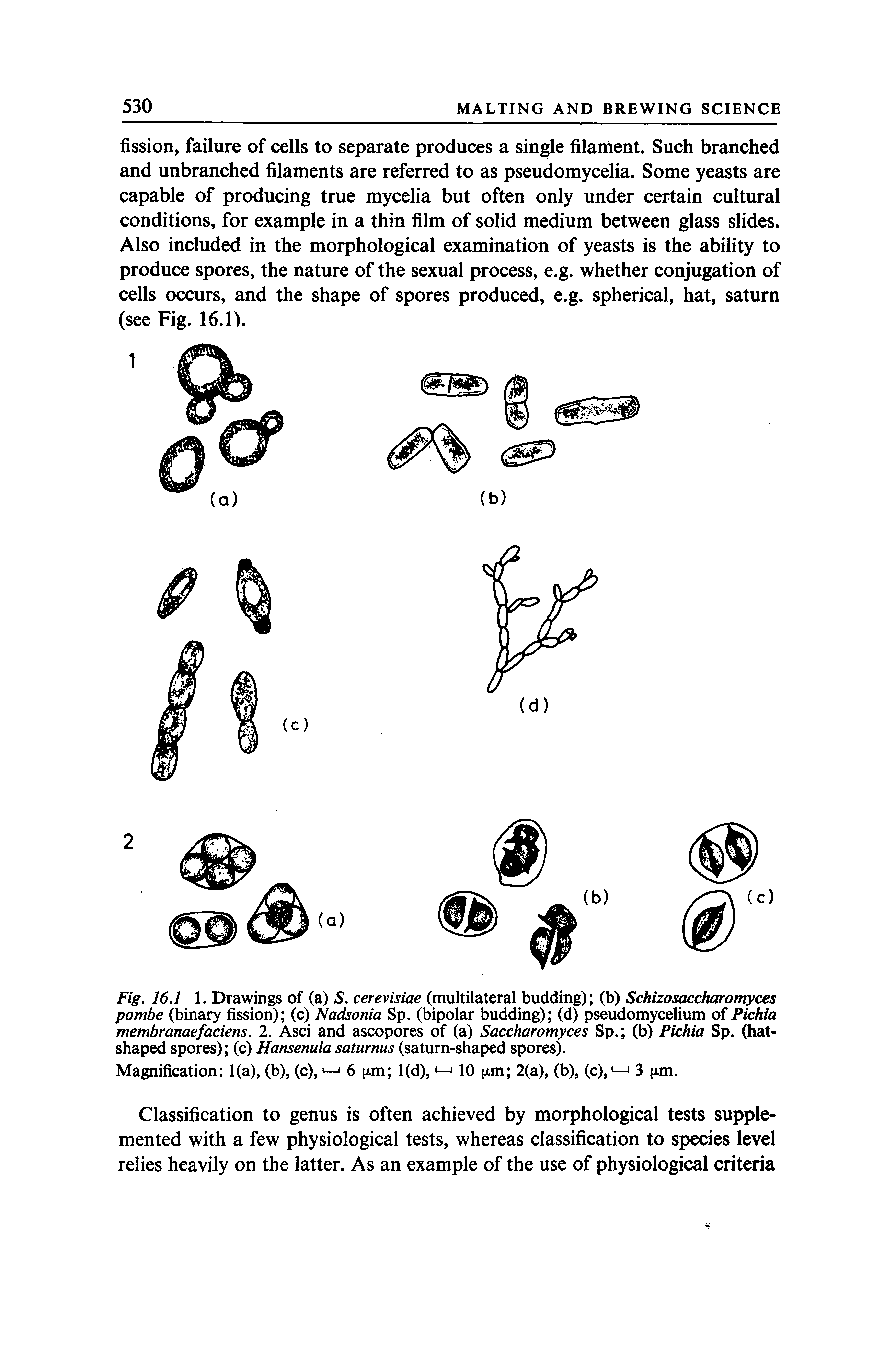 Fig. 16.1 1. Drawings of (a) S. cerevisiae (multilateral budding) (b) Schizosaccharomyces pombe (binary fission) (c) Nadsonia Sp. (bipolar budding) (d) pseudomycelium of Pichia membranaefaciens. 2. Asci and ascopores of (a) Saccharomyces Sp. (b) Pichia Sp. (hatshaped spores) (c) Hansemla saturnus (saturn-shaped spores).