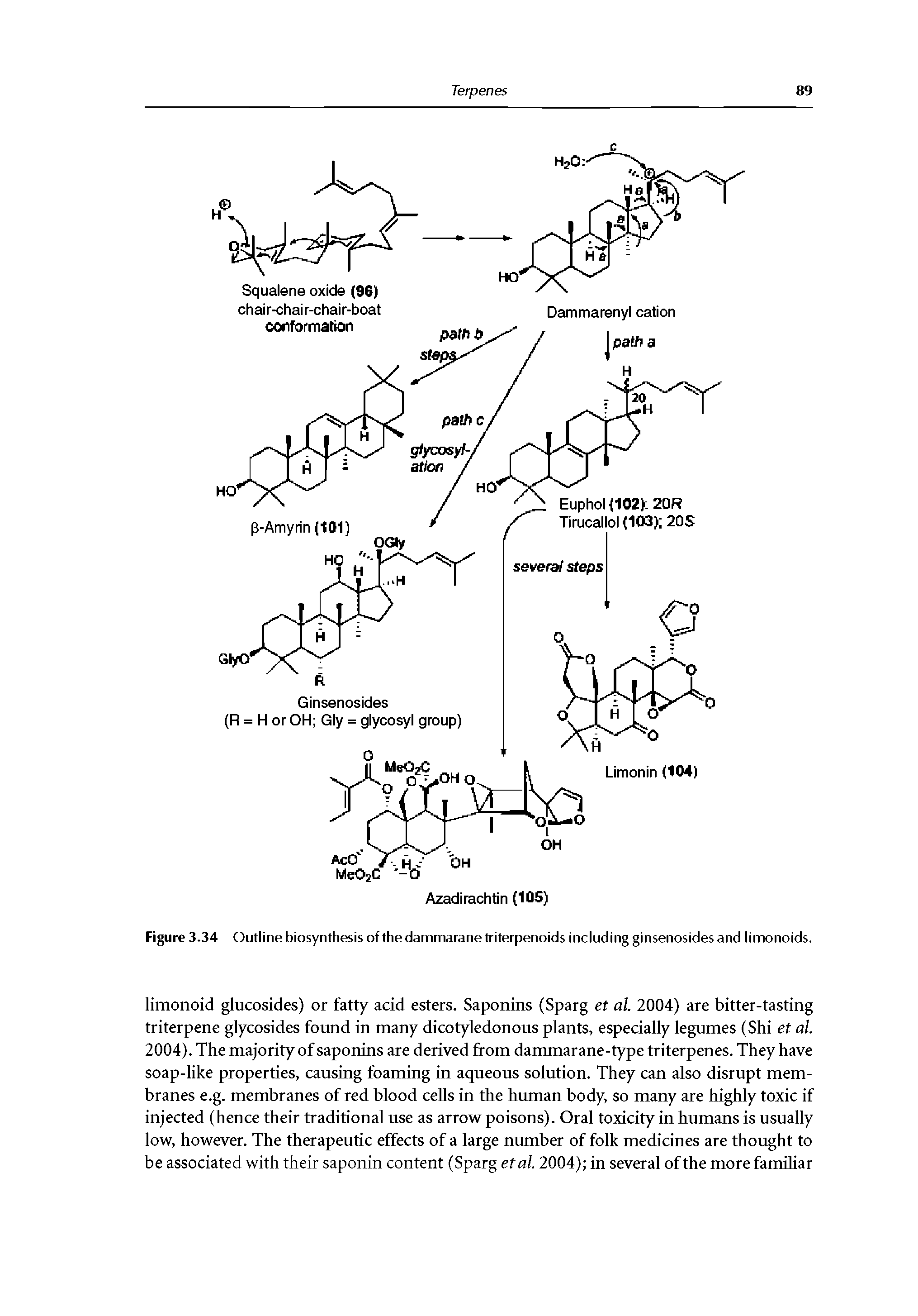 Figure 3.34 Outline biosynthesis of the dammarane triterpenoids including ginsenosides and limonoids.