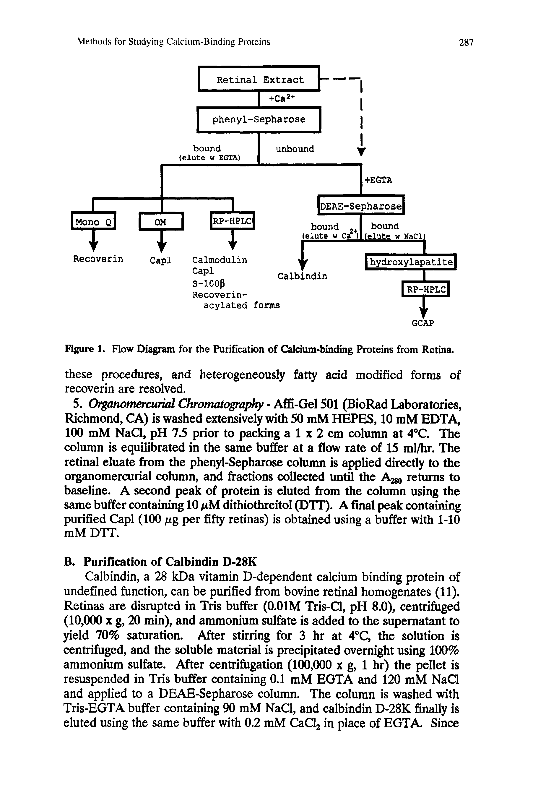 Figure 1. Flow Diagram for the Purification of Calcium-binding Proteins from Retina.