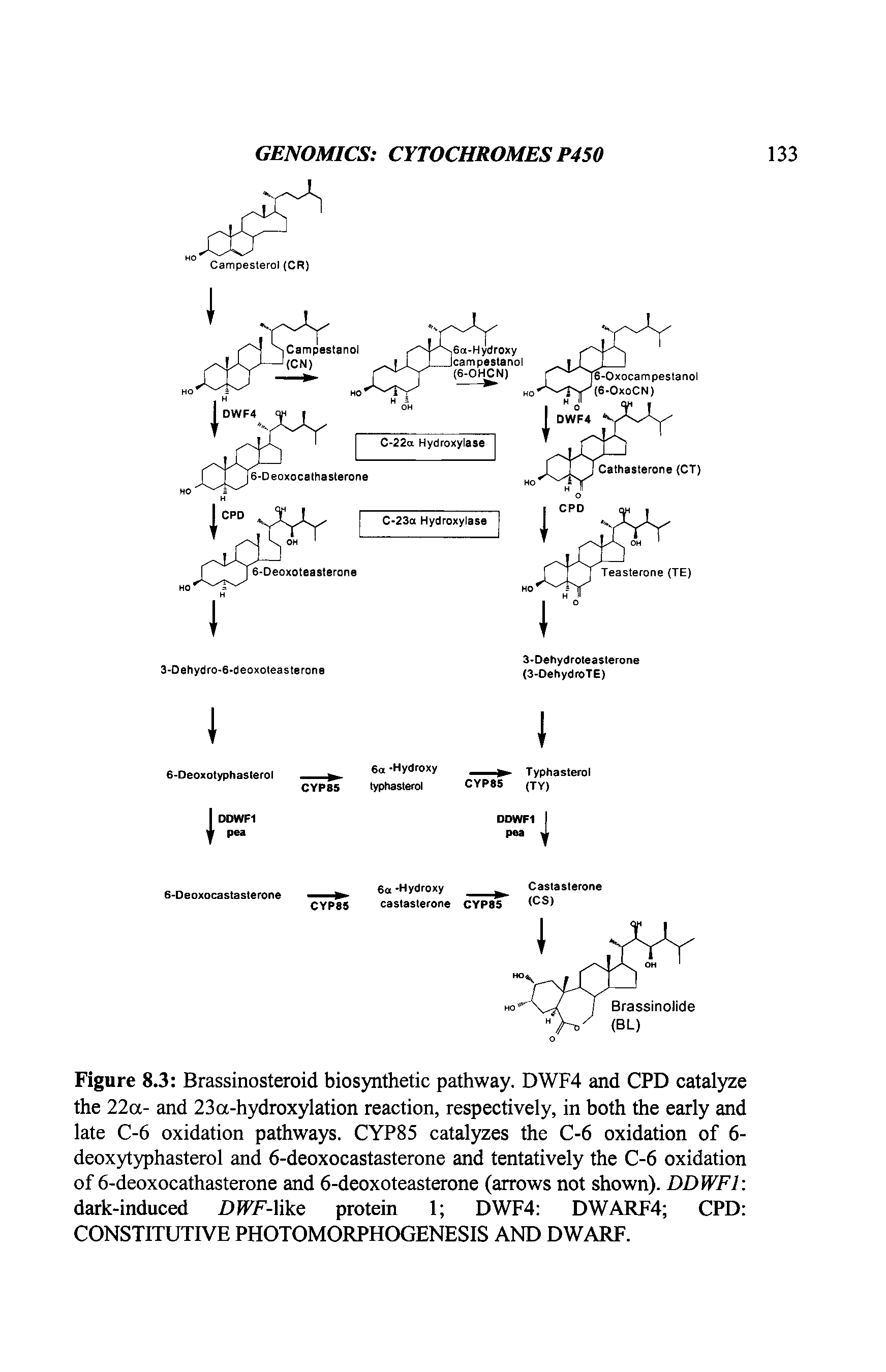 Figure 8.3 Brassinosteroid biosynthetic pathway. DWF4 and CPD catalyze the 22a- and 23a-hydroxylation reaction, respectively, in both the early and late C-6 oxidation pathways. CYP85 catalyzes the C-6 oxidation of 6-deoxytyphasterol and 6-deoxocastasterone and tentatively the C-6 oxidation of 6-deoxocathasterone and 6-deoxoteasterone (arrows not shown). DDWF1 dark-induced DIP/7-like protein 1 DWF4 DWARF4 CPD CONSTITUTIVE PHOTOMORPHOGENESIS AND DWARF.