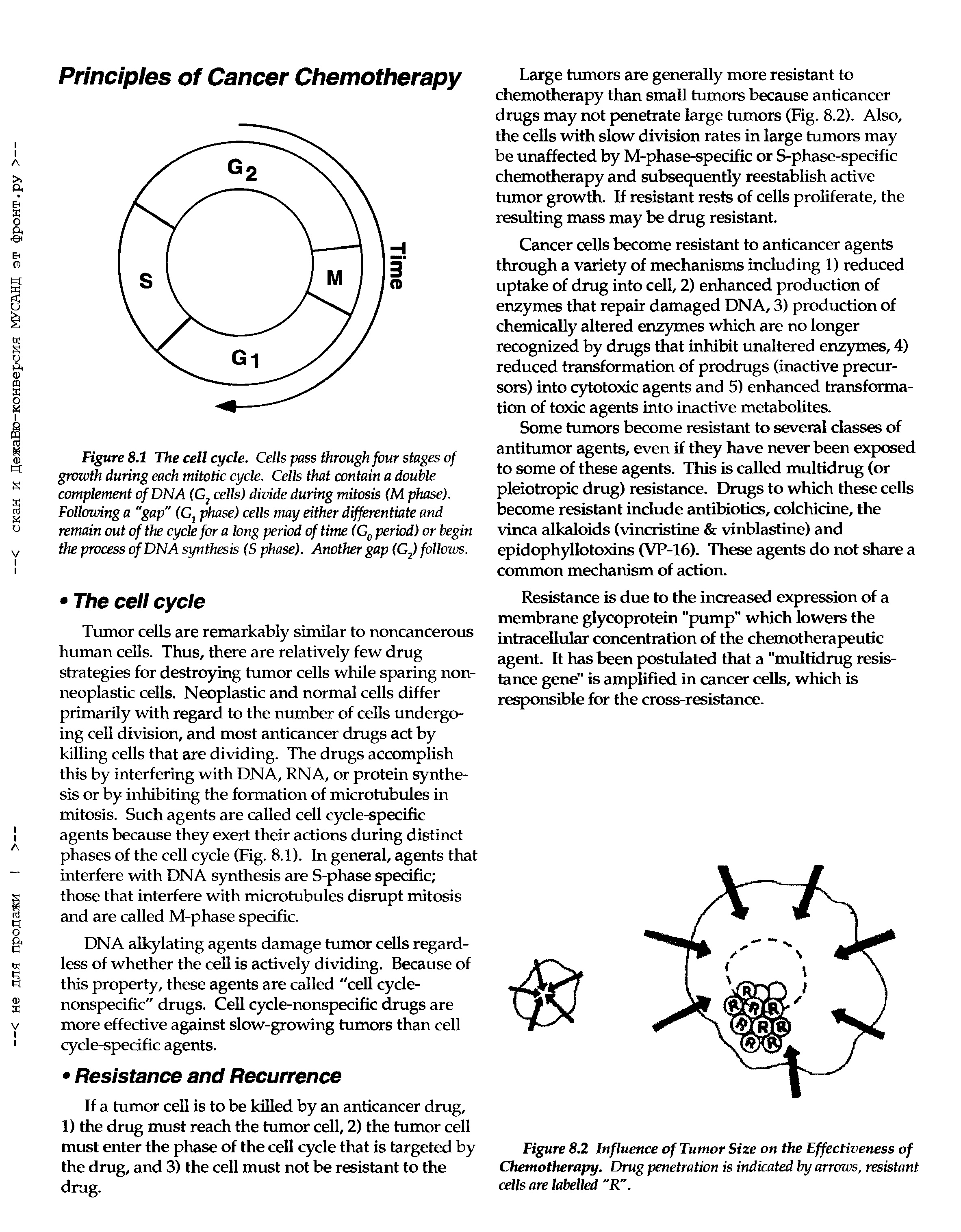 Figure 8.1 The cell cycle. Cells pass through four stages of growth during each mitotic cycle. Cells that contain a double complement ofDNA (G cells) divide during mitosis (M phase). Following a "gap" (G phase) cells may either differentiate and remain out of the cycle for a long period of time (G period) or begin the process of DNA synthesis (Sphase). Another gap (Gf) follows.