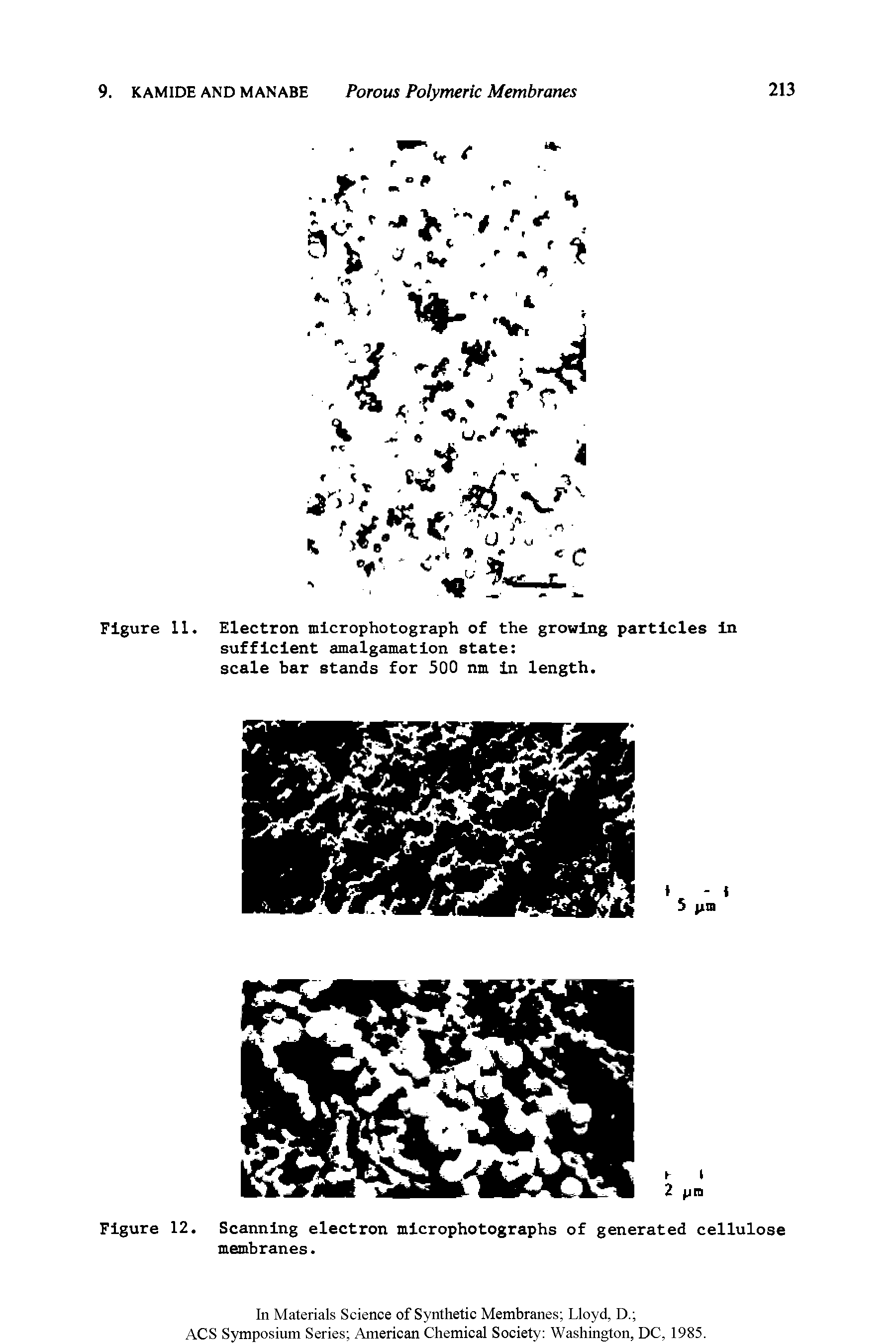 Figure 12. Scanning electron microphotographs of generated cellulose membranes.