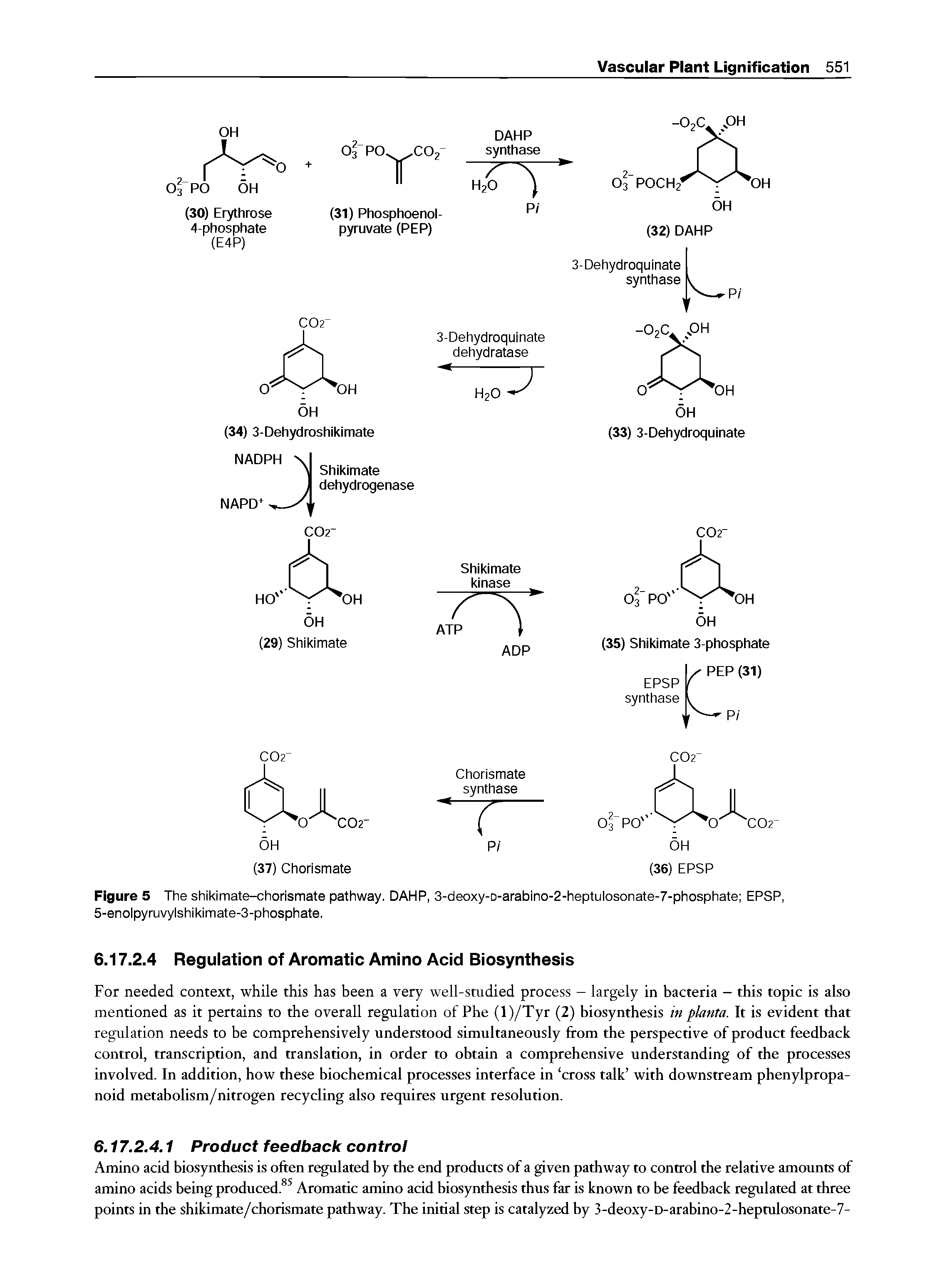 Figure 5 The shikimate-chorismate pathway. DAHP, 3-deoxy-o-arabino-2-heptulosonate-7-phosphate EPSP,...
