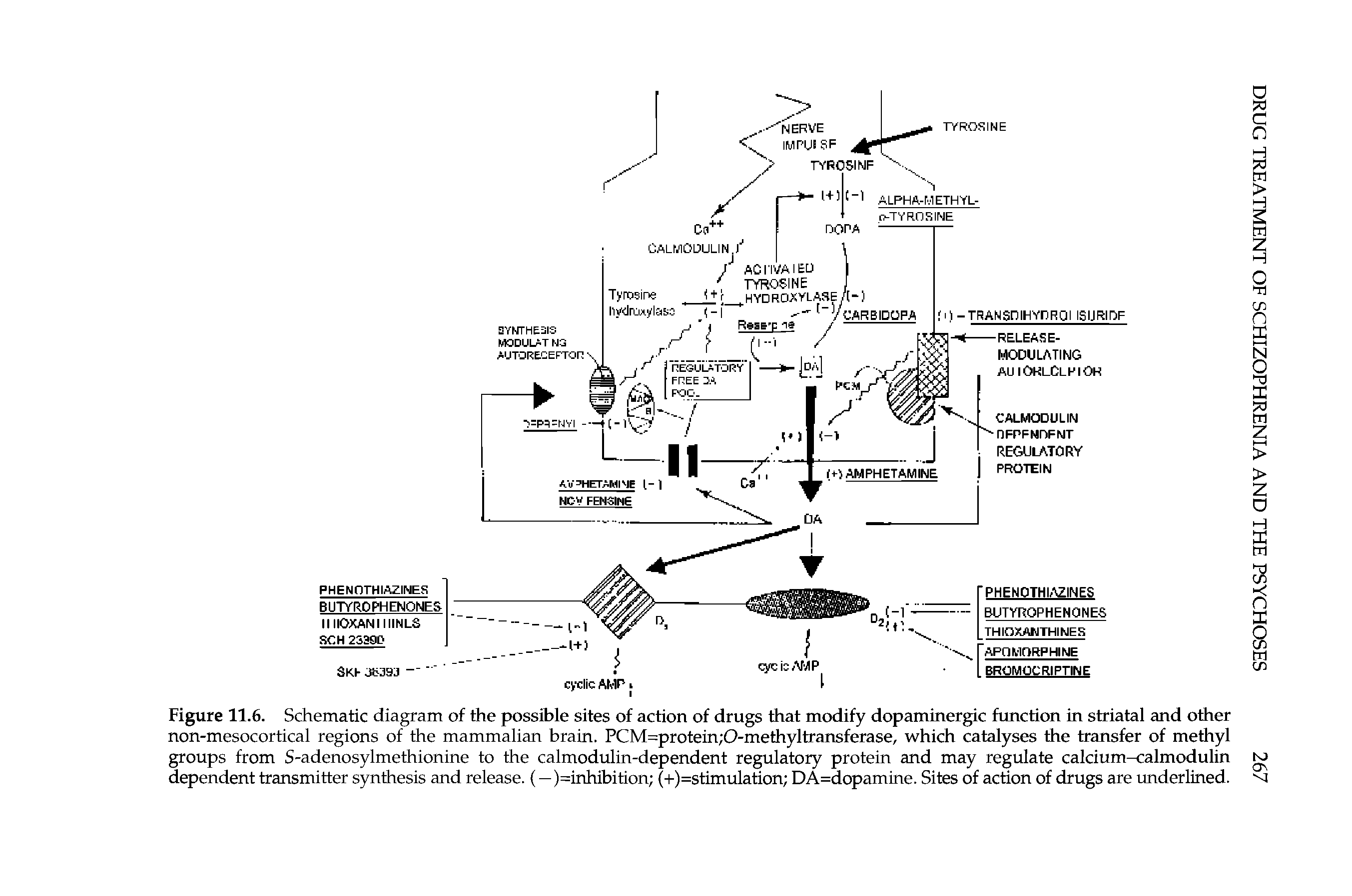 Figure 11.6. Schematic diagram of the possible sites of action of drugs that modify dopaminergic function in striatal and other non-mesocortical regions of the mammalian brain. PCM=protein 0-methyltransferase, which catalyses the transfer of methyl groups from S-adenosylmethionine to the calmodulin-dependent regulatory protein and may regulate calcium-calmodulin dependent transmitter synthesis and release. (—)=inhibition (+)=stimulation DA=dopamine. Sites of action of drugs are underlined.