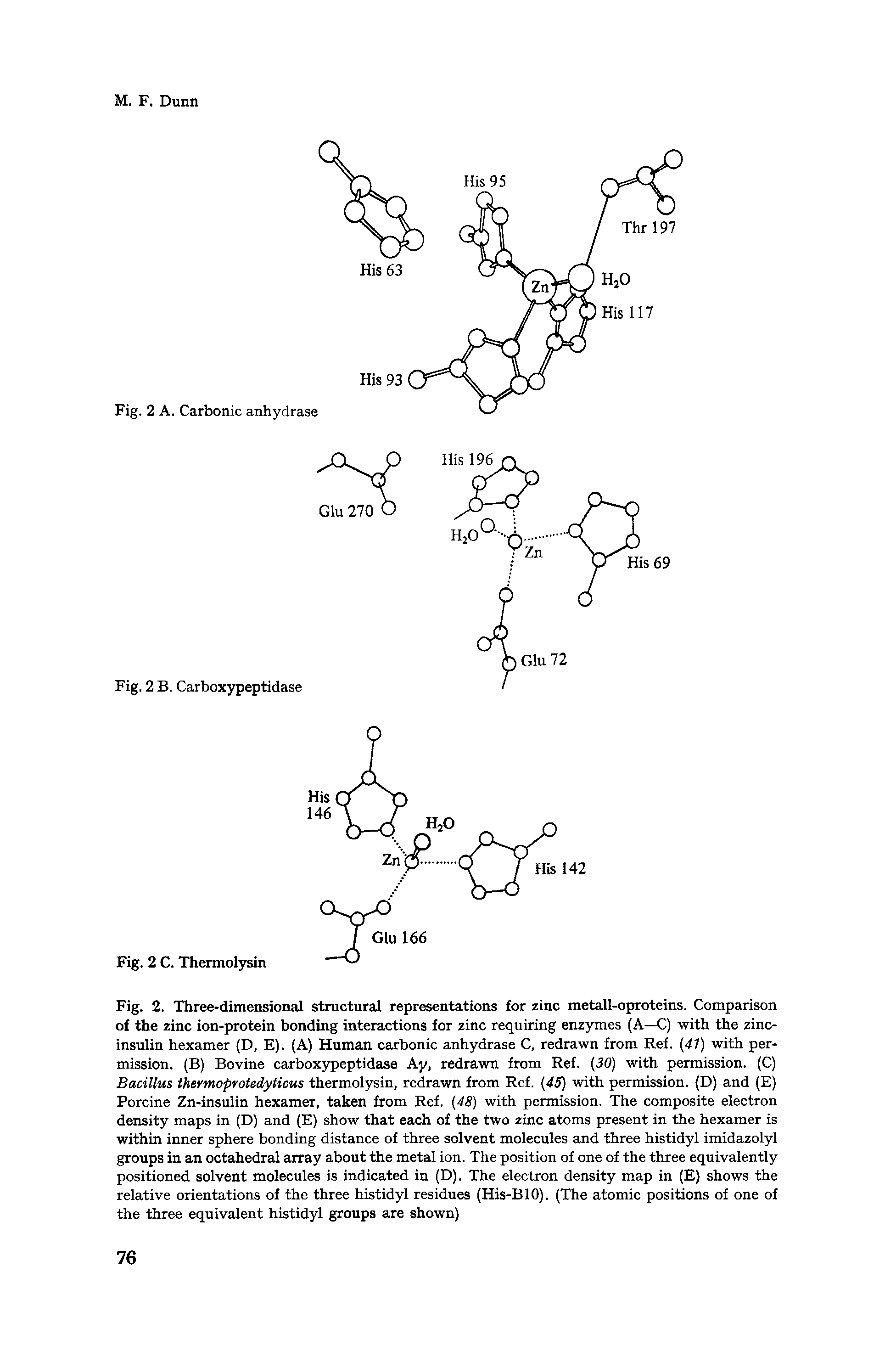 Fig. 2. Three-dimensional structural representations for zinc metall-oproteins. Comparison of the zinc ion-protein bonding interactions for zinc requiring enzymes (A—C) with the zinc-insulin hexamer (D, E). (A) Human carbonic anhydrase C, redrawn from Ref. (47) with permission. (B) Bovine carboxypeptidase Ay, redrawn from Ref. 30) with permission. (C) Bacillus thermoprotedyticus thermolysin, redrawn from Ref. 45) with permission. (D) and (E) Porcine Zn-insulin hexamer, taken from Ref. 48) with permission. The composite electron density maps in (D) and (E) show that each of the two zinc atoms present in the hexamer is within inner sphere bonding distance of three solvent molecules and three histidyl imidazolyl groups in an octahedral array about the metal ion. The position of one of the three equivalently positioned solvent molecules is indicated in (D). The electron density map in (E) shows the relative orientations of the three histidyl residues (His-BlO). (The atomic positions of one of the three equivalent histidyl groups are shown)...