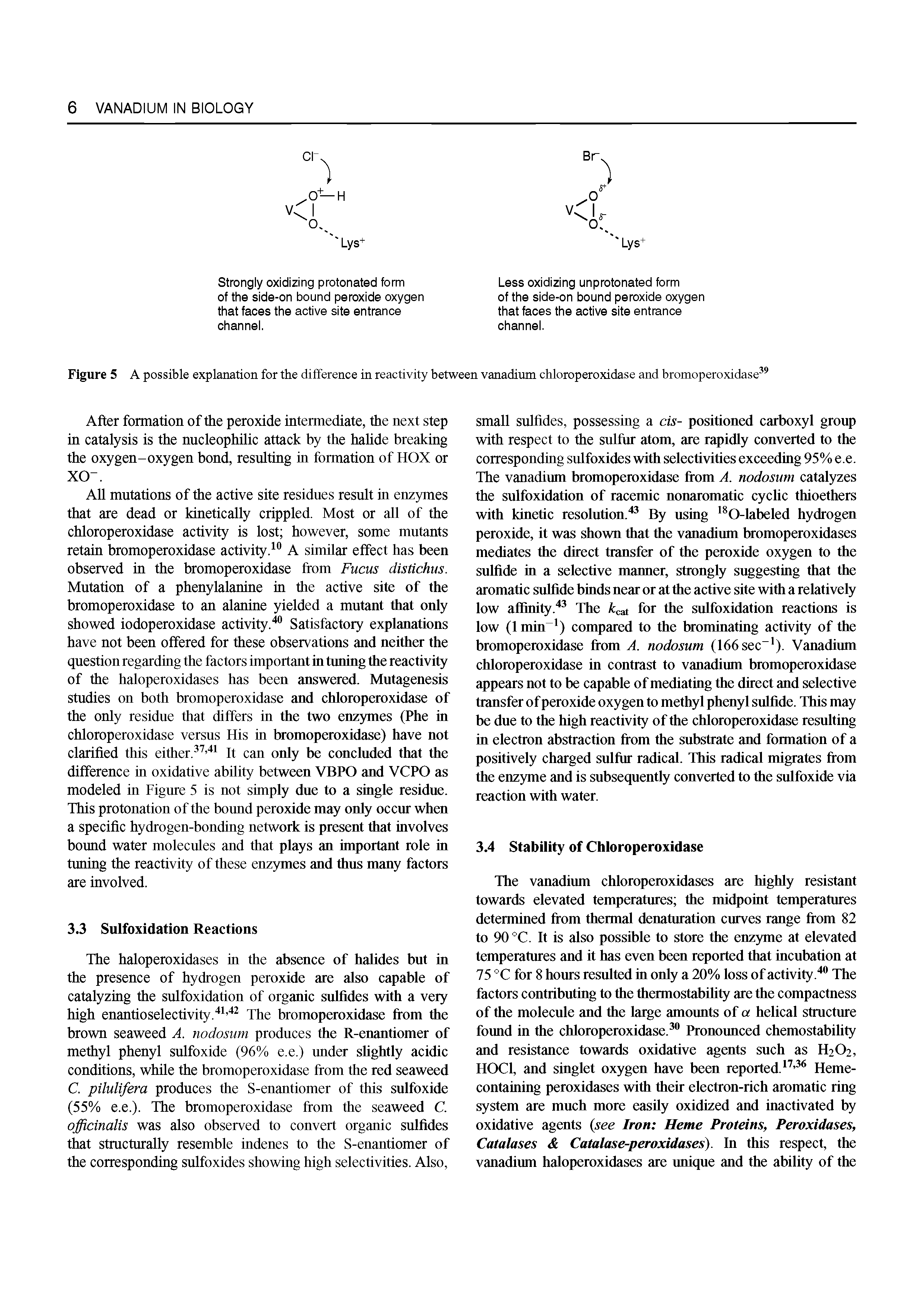 Figure 5 A possible explanation for the difference in reactivity between vanadium chloroperoxidase and bromoperoxidase ...