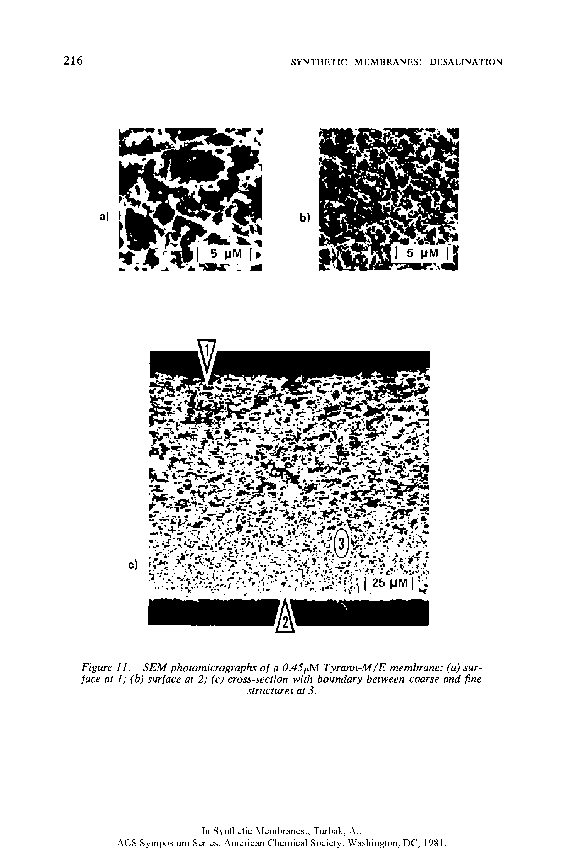 Figure 11. SEM photomicrographs of a 0.45fM Tyrann-M/E membrane (a) surface at 1 (b) surface at 2 (c) cross-section with boundary between coarse and fine...