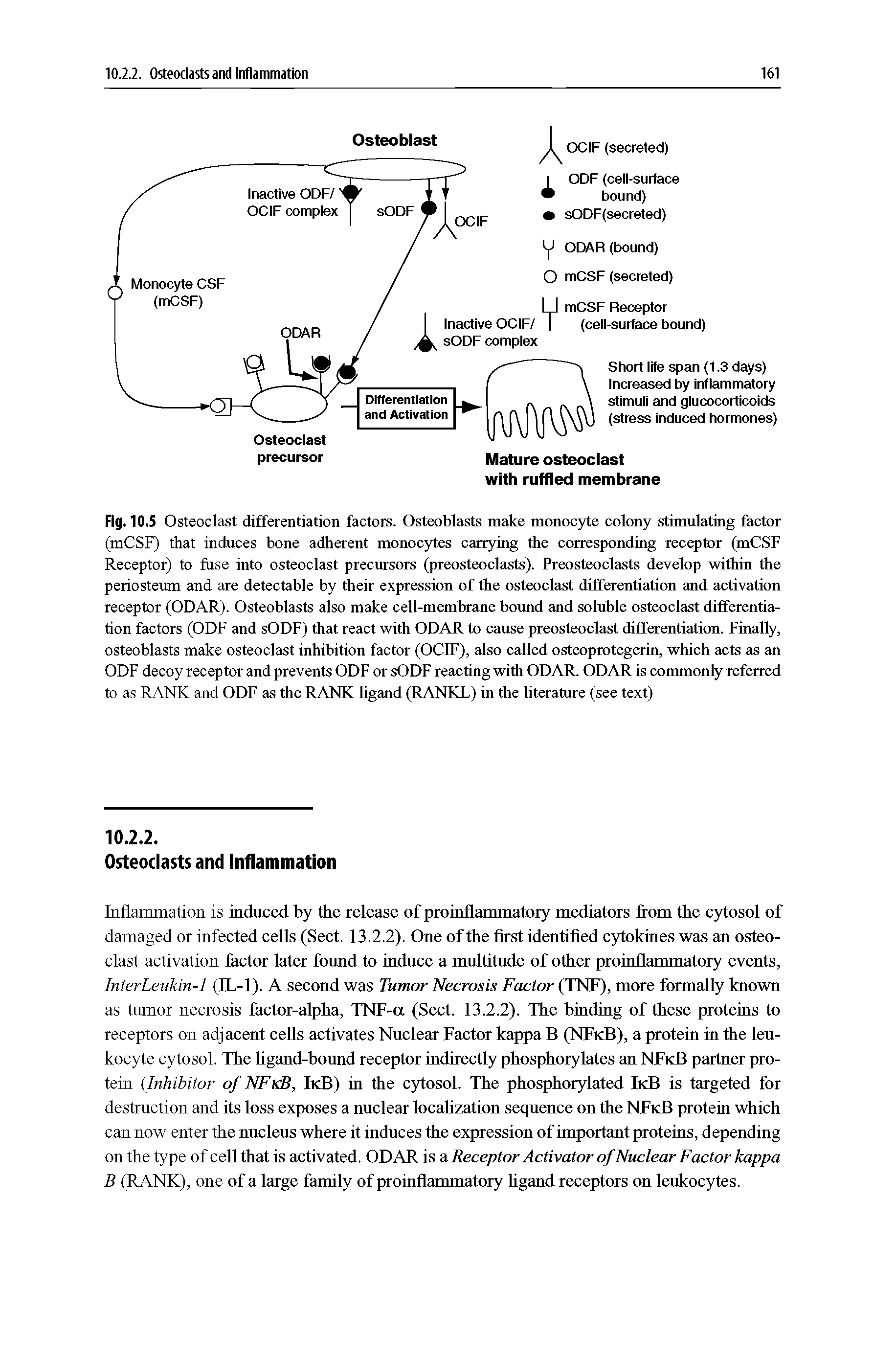 Fig. 10.5 Osteoclast differentiation factors. Osteoblasts make monocyte colony stimulating factor (mCSF) that induces bone adherent monocytes carrying the corresponding receptor (mCSF Receptor) to fuse into osteoclast precursors (preosteoclasts). Preosteoclasts develop within the periosteum and are detectable by their expression of the osteoclast differentiation and activation receptor (ODAR). Osteoblasts also make cell-membrane bound and soluble osteoclast differentiation factors (ODF and sODF) that react with ODAR to cause preosteoclast differentiation. Finally, osteoblasts make osteoclast inhibition factor (OCIF), also called osteoprotegerin, which acts as an ODF decoy receptor and prevents ODF or sODF reacting with ODAR. ODAR is commonly referred to as RANK and ODF as the RANK ligand (RANKL) in the literature (see text)...