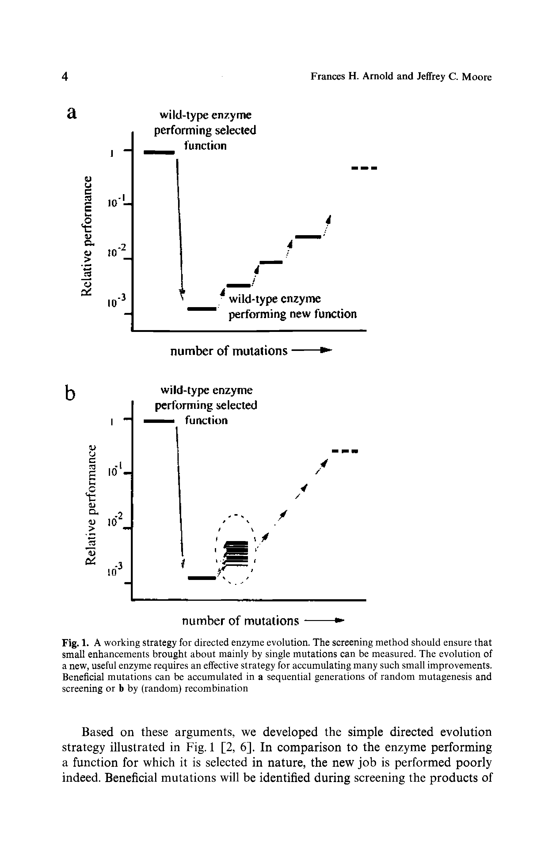 Fig. 1. A working strategy for directed enzyme evolution. The screening method should ensure that small enhancements brought about mainly by single mutations can be measured. The evolution of a new, useful enzyme requires an effective strategy for accumulating many such small improvements. Beneficial mutations can be accumulated in a sequential generations of random mutagenesis and screening or b by (random) recombination...