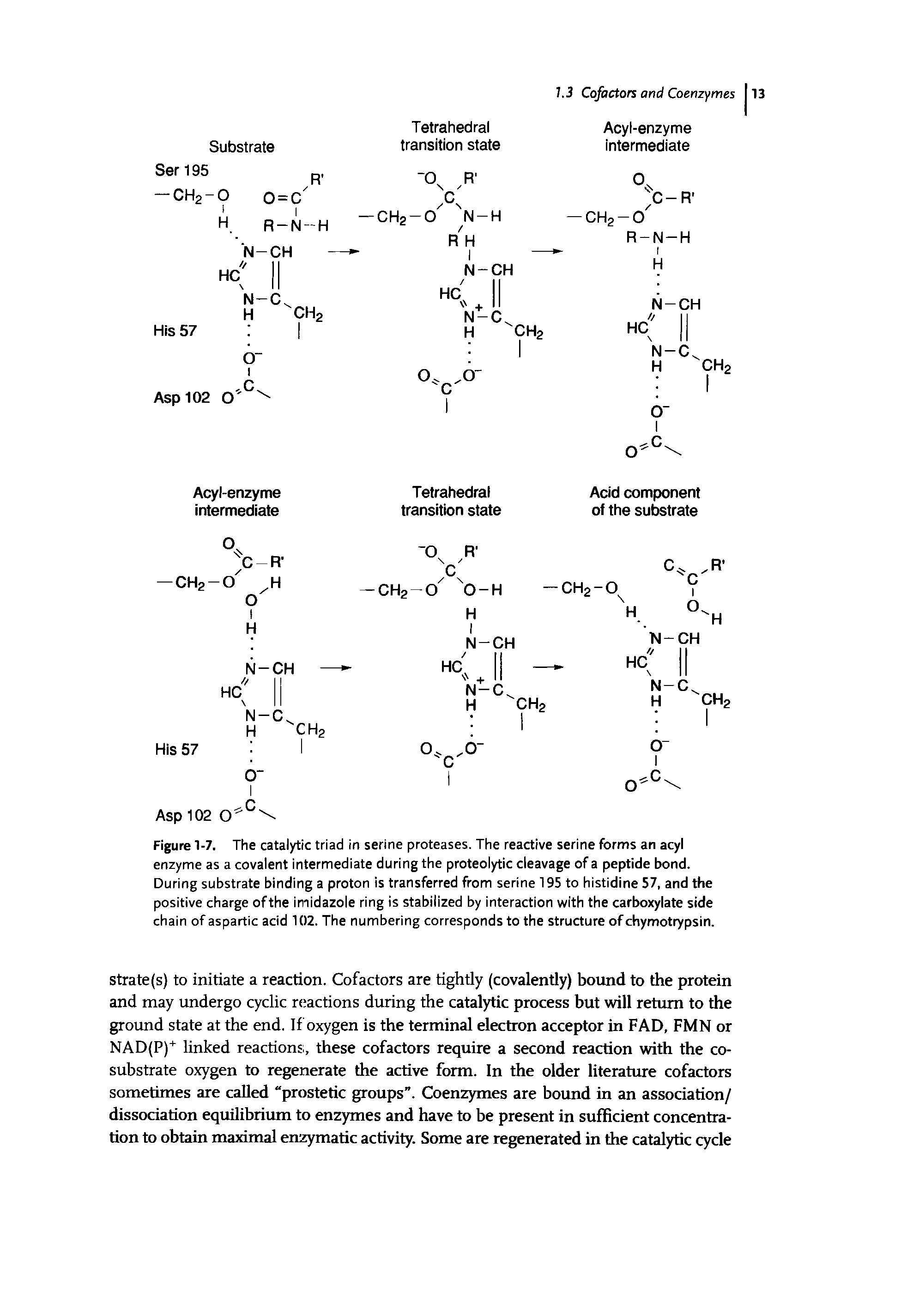 Figure 1-7. The catalytic triad in serine proteases. The reactive serine forms an acyl enzyme as a covalent intermediate during the proteolytic cleavage of a peptide bond. During substrate binding a proton is transferred from serine 195 to histidine 57, and the positive charge of the imidazole ring is stabilized by interaction with the carboxylate side chain of aspartic acid 102. The numbering corresponds to the structure of chymotrypsin.