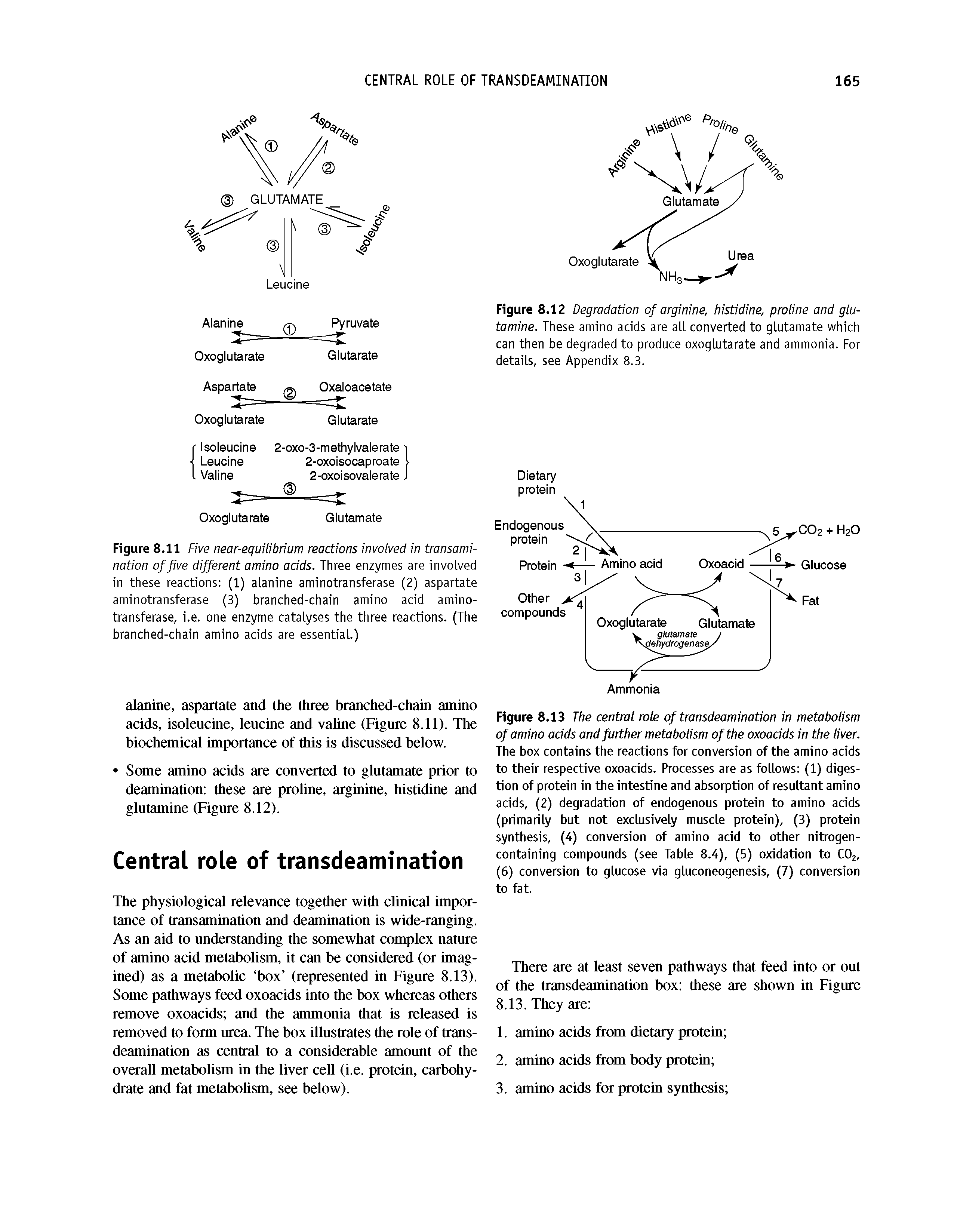 Figure 8.13 The central role of transdeamination in metabolism of amino adds and further metabolism of the oxoacids in the liver. The box contains the reactions for conversion of the amino acids to their respective oxoacids. Processes are as follows (1) digestion of protein in the intestine and absorption of resultant amino acids, (2) degradation of endogenous protein to amino acids (primarily but not exclusively muscle protein), (3) protein synthesis, (4) conversion of amino acid to other nitrogen-containing compounds (see Table 8.4), (5) oxidation to CO2, (6) conversion to glucose via gluconeogenesis, (7) conversion to fat.