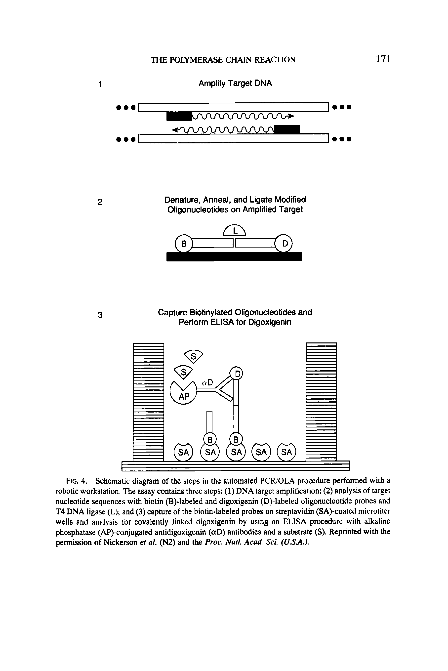 Fig. 4. Schematic diagram of the steps in the automated PCR/OLA procedure performed with a robotic workstation. The assay contains three steps (1) DNA target amplification (2) analysis of target nucleotide sequences with biotin (B)-labeled and digoxigenin (D)-labeled oligonucleotide probes and T4 DNA ligase (L) and (3) capture of the biotin-labeled probes on streptavidin (SA)-coated microtiter wells and analysis for covalently linked digoxigenin by using an ELISA procedure with alkaline phosphatase (AP)-conjugated antidigoxigenin (aD) antibodies and a substrate (S). Reprinted with the permission of Nickerson el al. (N2) and the Proc. Natl. Acad. Sci. (U.SA.).