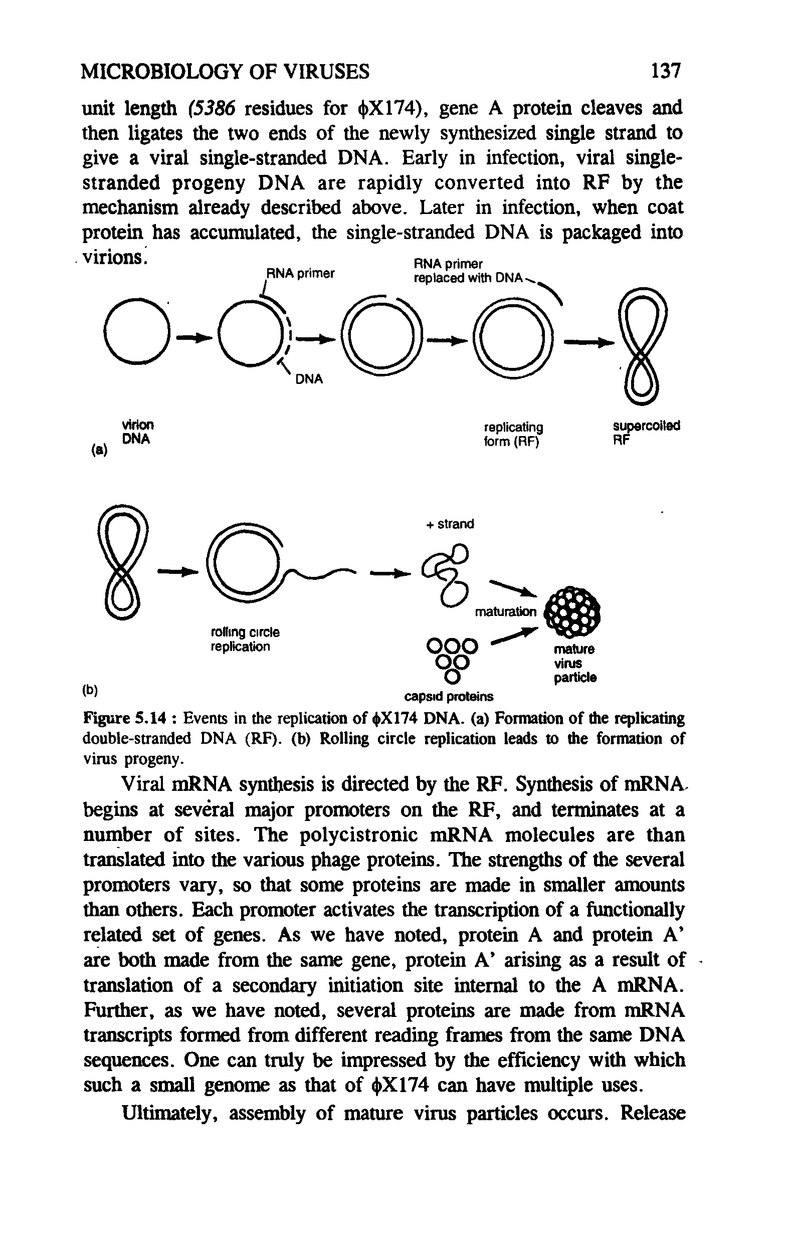 Figure 5.14 Events in the replication of < >X174 DNA. (a) Formation of the replicating double-stranded DNA (RF). (b) Rolling circle replication leads to the formation of virus progeny.