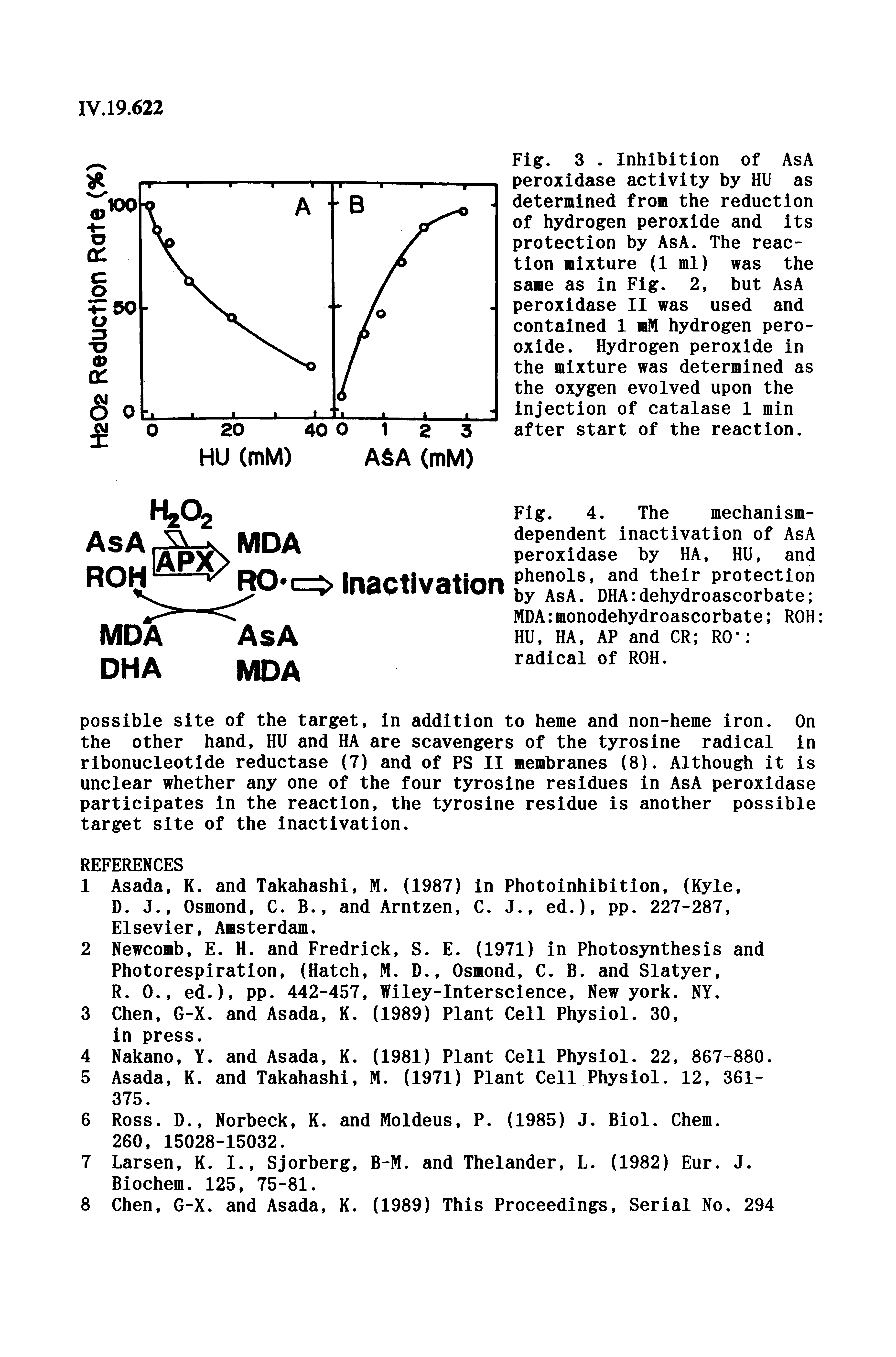 Fig. 4. The mechanism-dependent inactivation of AsA peroxidase by HA, HU, and phenols, and their protection by AsA. DHA dehydroascorbate MDA monodehydroascorbate ROH HU, HA, AP and CR R0 radical of ROH.