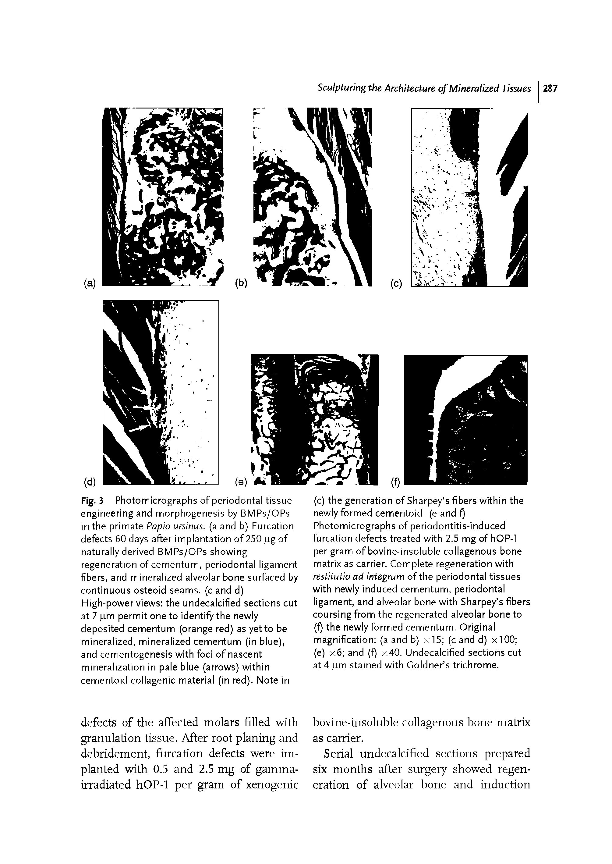 Fig. 3 Photomicrographs of periodontal tissue engineering and morphogenesis by BMPs/OPs in the primate Papio ursinus. (a and b) Furcation defects 60 days after implantation of 250 pg of naturally derived BMPs/OPs showing regeneration ofcementum, periodontal ligament fibers, and mineralized alveolar bone surfaced by continuous osteoid seams, (c and d)...