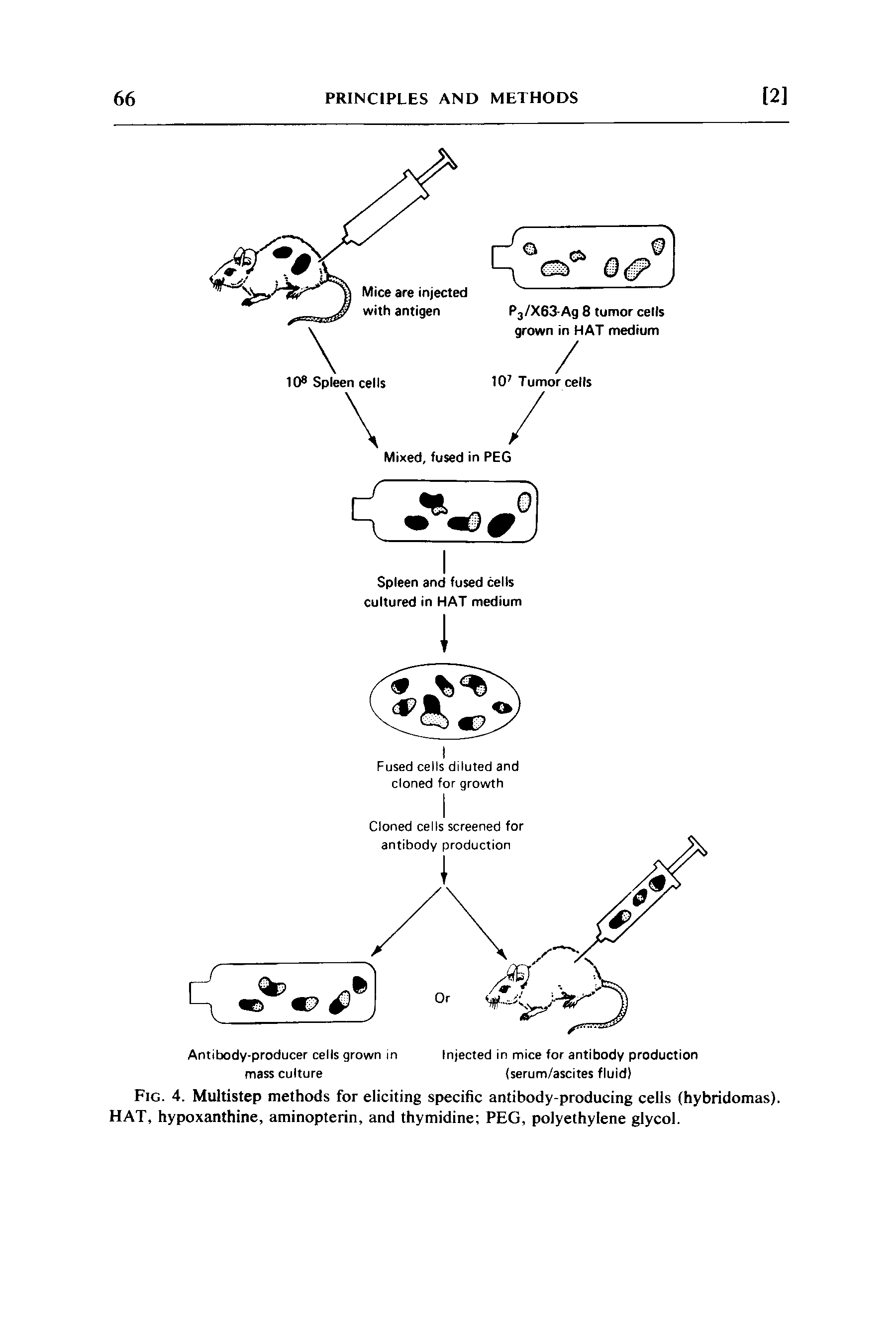 Fig. 4. Multistep methods for eliciting specific antibody-producing cells (hybridomas). HAT, hypoxanthine, aminopterin, and thymidine PEG, polyethylene glycol.