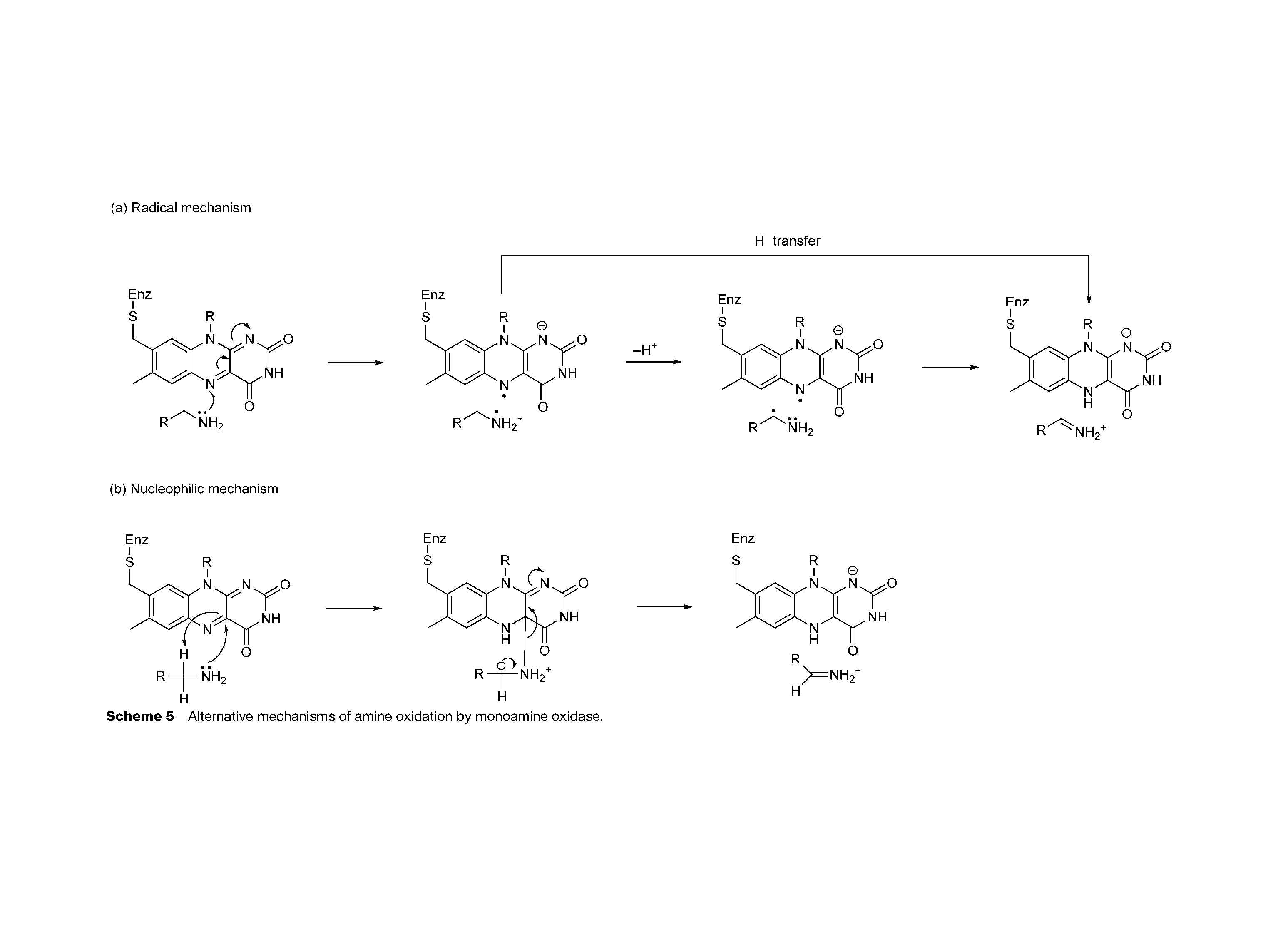 Scheme 5 Alternative mechanisms of amine oxidation by monoamine oxidase.
